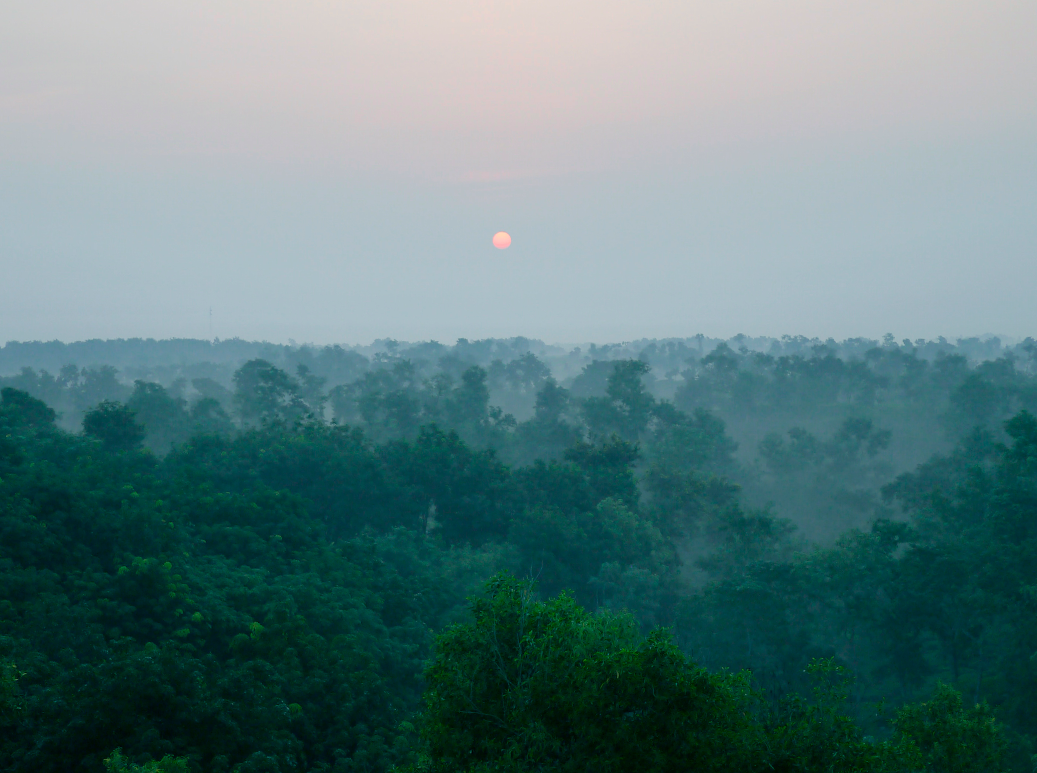 Sun setting over a foggy, dense green forest with a pale pink sky.