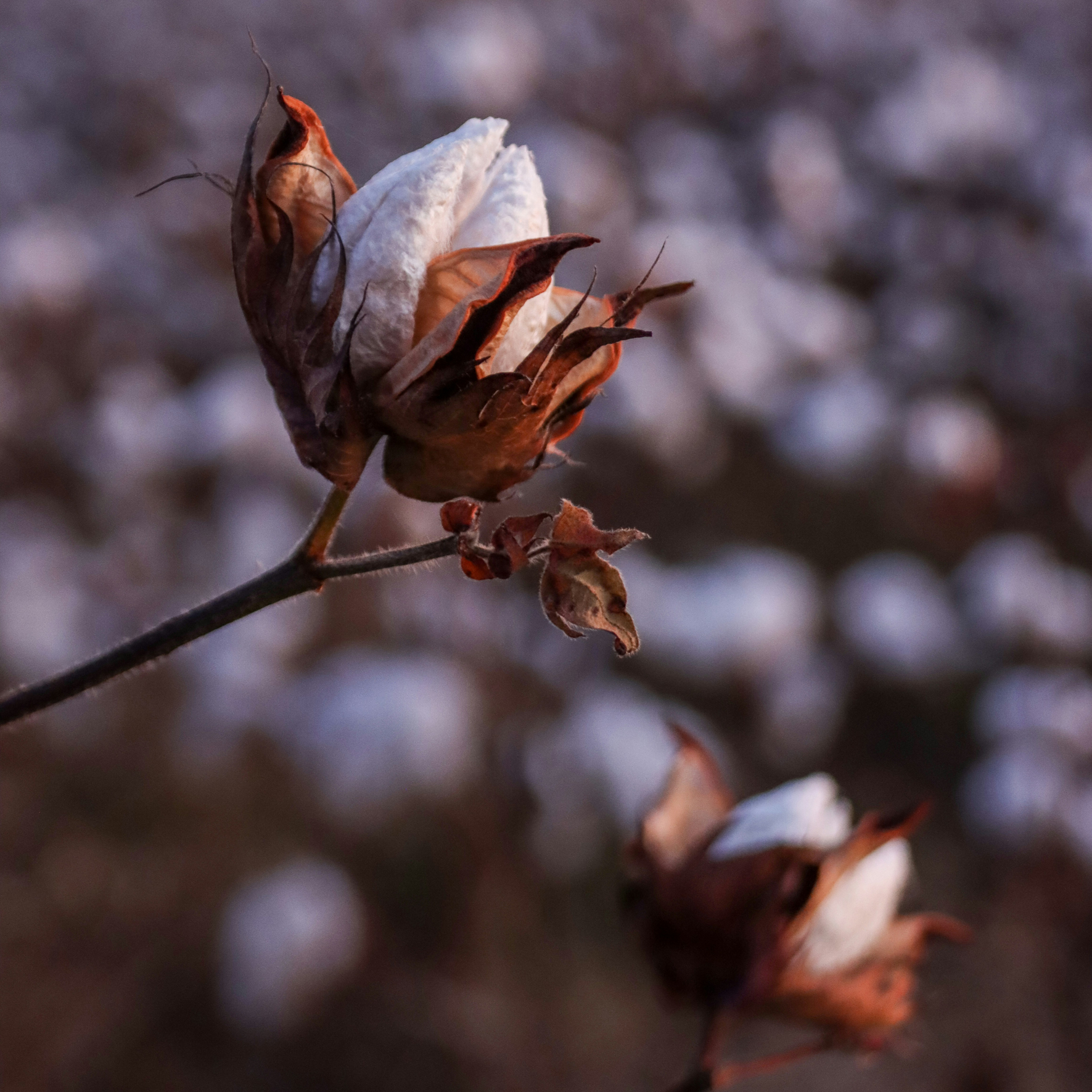 Close-up of a dried cotton flower on a branch with blurred background.