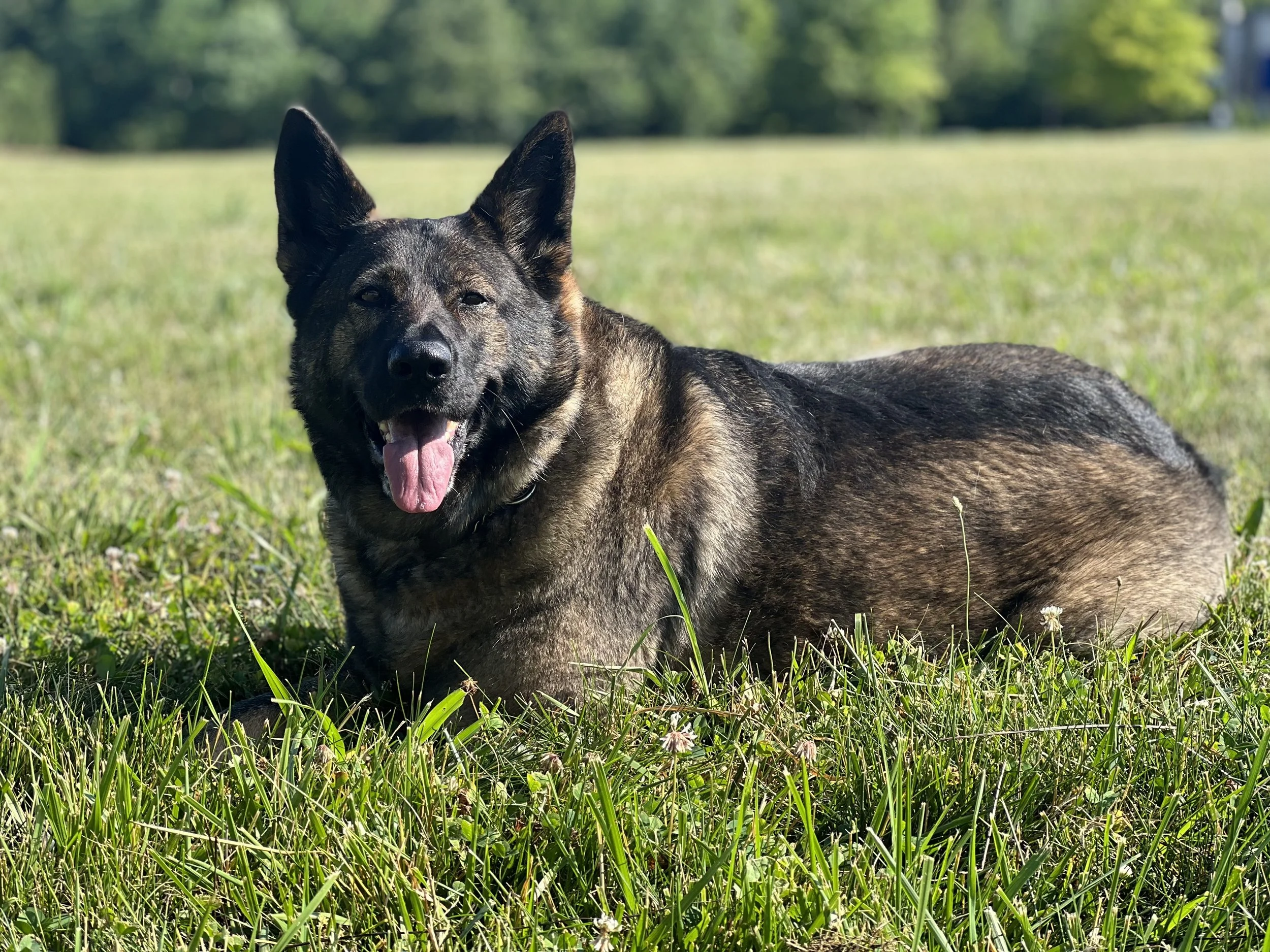 A happy dog lying on the grass in a park on a sunny day.