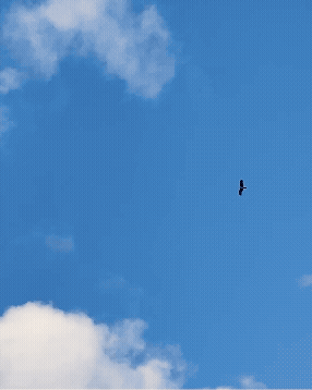 Bird flying through the sky concept