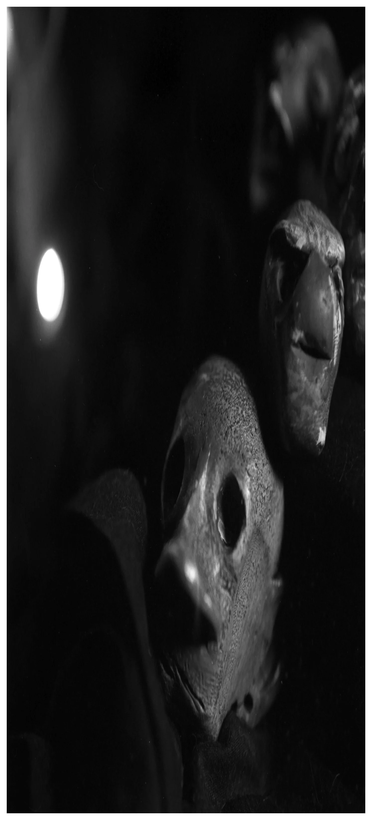 HeadTest27:5:2512ed.jpg
