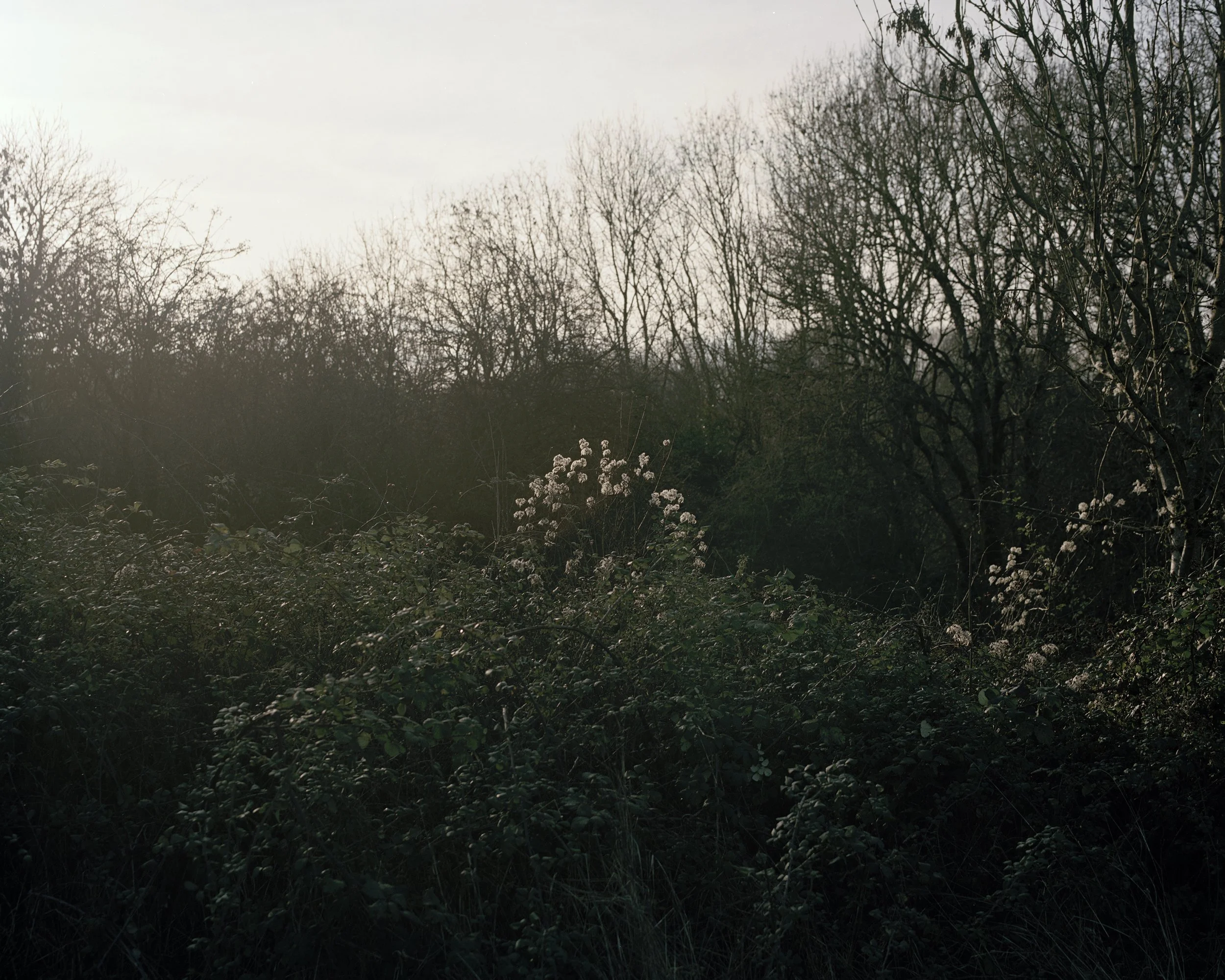 AndrewRoberts_Chorus_7.jpg