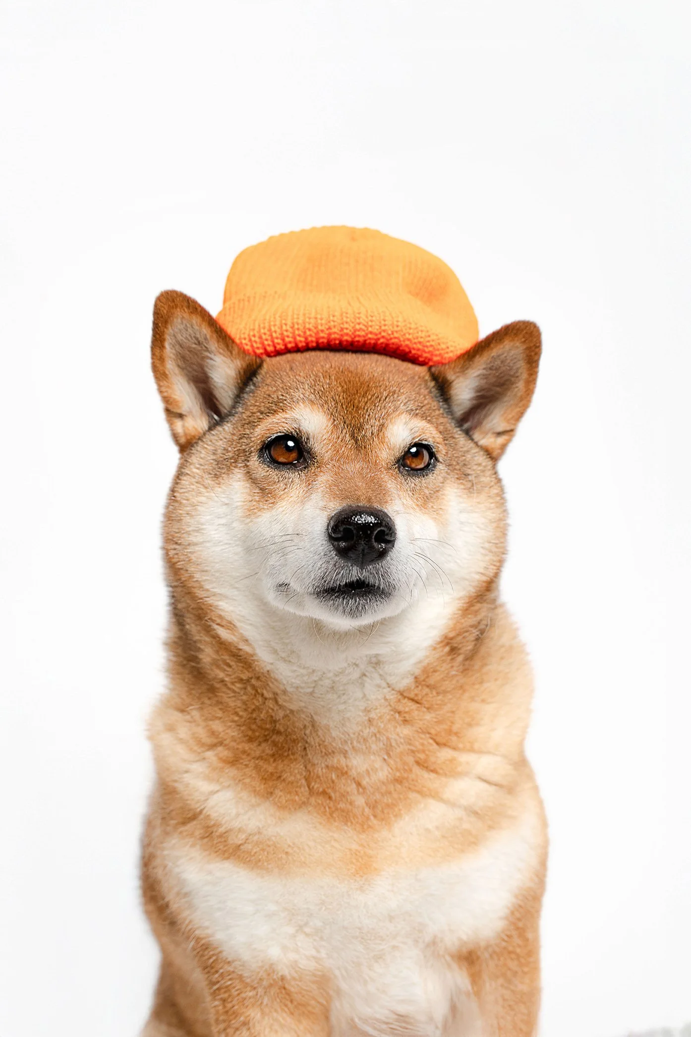 Arya-shiba-inu_photographe-chien-à-annecy-et-genève_studio-photo_Studio-Wouf-Annecy.jpg