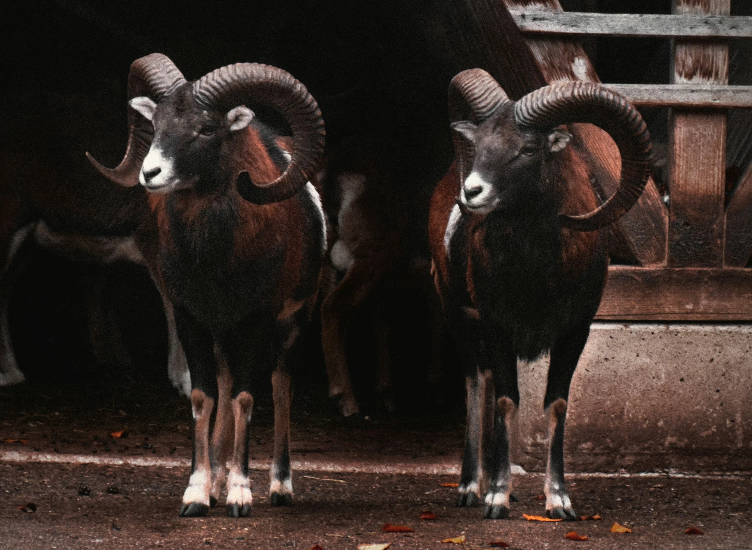 Aries Season: A Love Letter