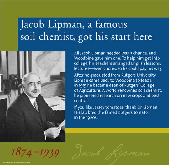 Jacob Lipman