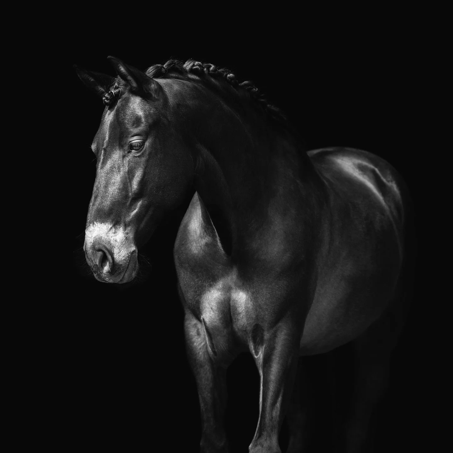 Favorite 🤍 

De schrik zat er afgelopen maandag goed in toen Dalero milde symptonen van gaskoliek liet zien, ondanks dat we hem lang hebben laten wennen aan het gras. Hij was al een aantal dagen wat opgeblazen, maar maandagavond voelde het echt niet