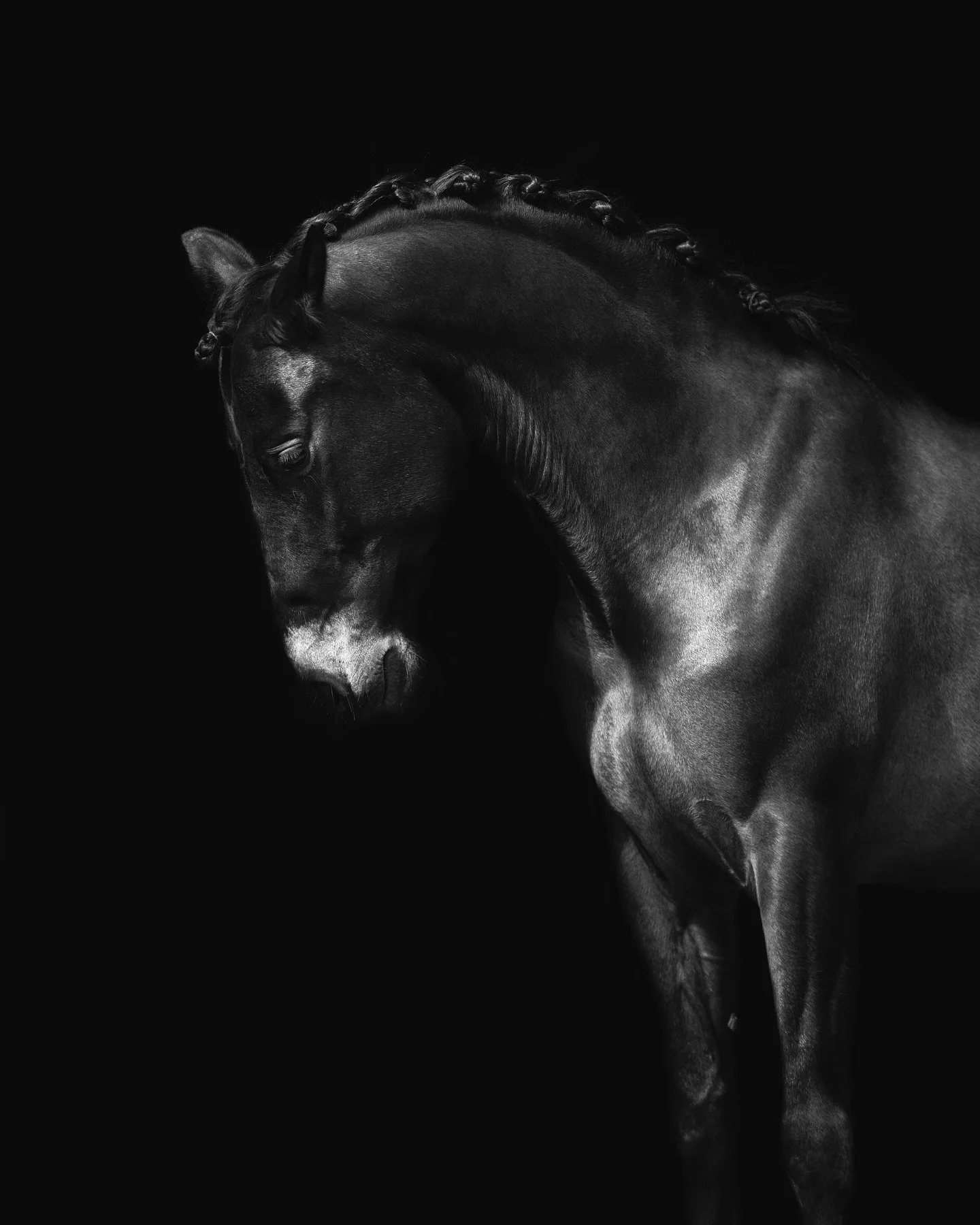 I&rsquo;m obsessed ✨

Black and white edition of my horse Dalero 🖤

Which one is your favorite? 

#horsephotograpy #blackandwhite #horseart #photographer #blackphoto #equine #equestrian