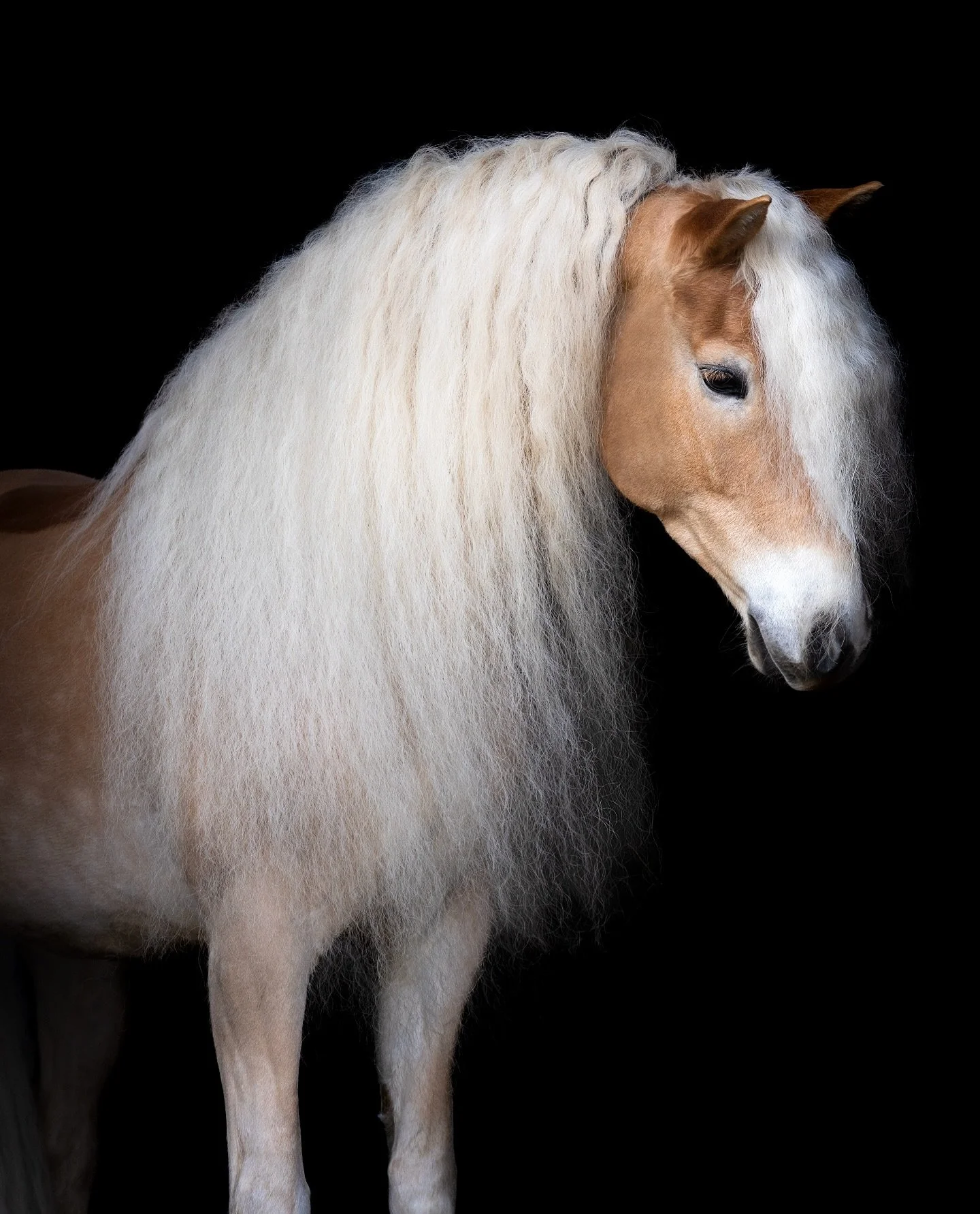 Knappe Sjors 🤍🤩

Wat een plaatje he! Een tijdje terug mocht ik @haflingersjors vastleggen met zijn prachtige lange manen. Wie is nog meer jaloers? 🙋🏻&zwj;♀️🤭

#horsephotograpy #haflinger #horses #equestrian #equine #photoftheday