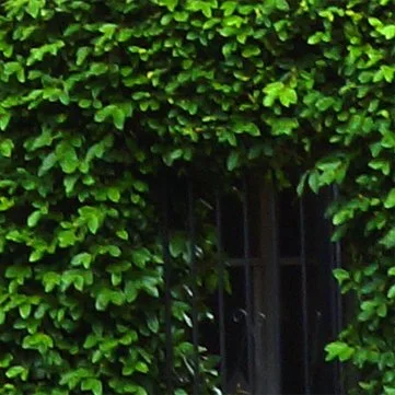 cover-greenery.jpg