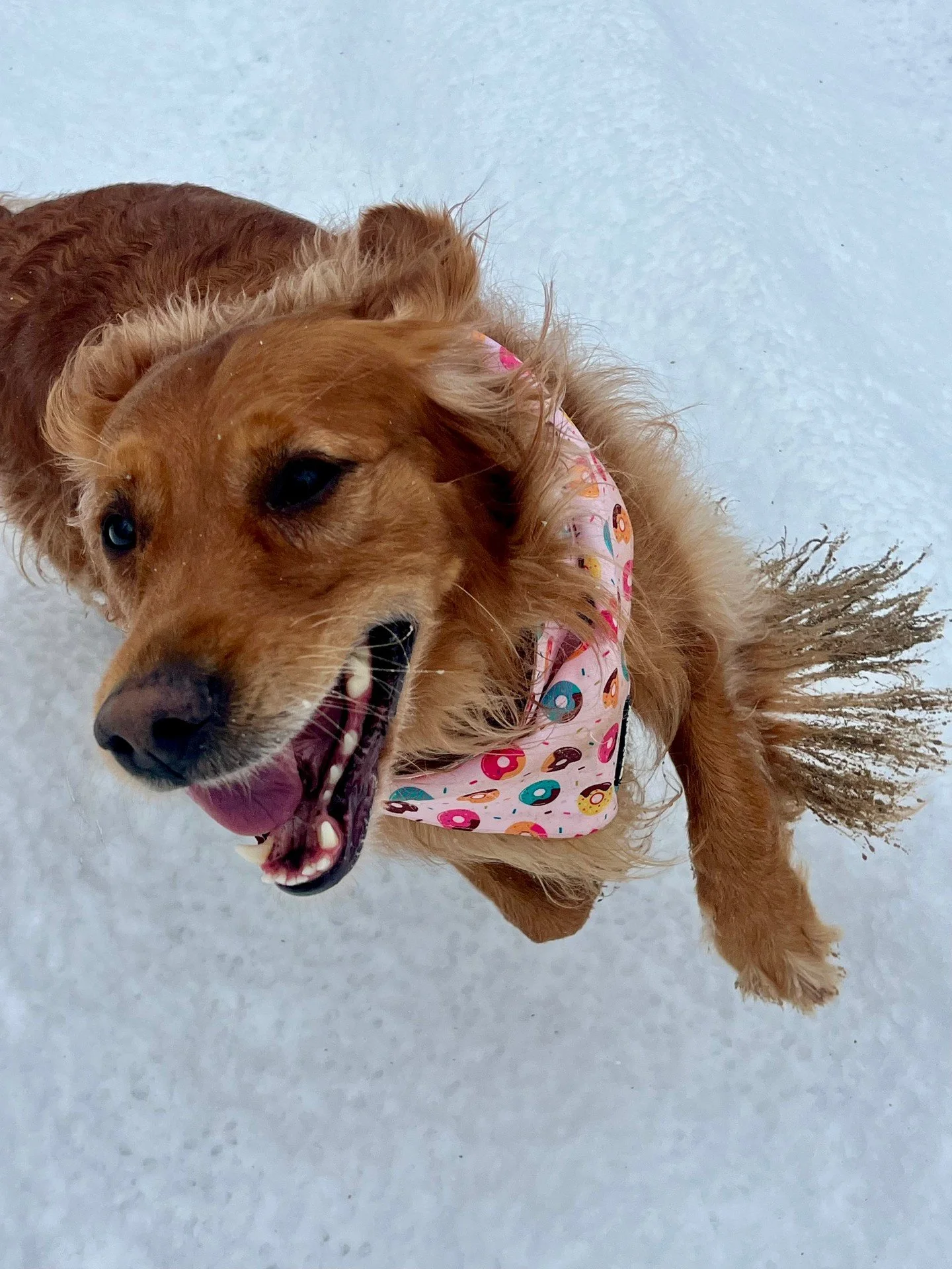 Meet Rosy, our October Pet of the Month at Fields at Rock Creek!🐾 With a heart full of adventure and a tail full of happiness, Rosy is spreading good vibes all month long! Congratulations Rosy!☀️

If you want your pet to be featured as pet of the mo