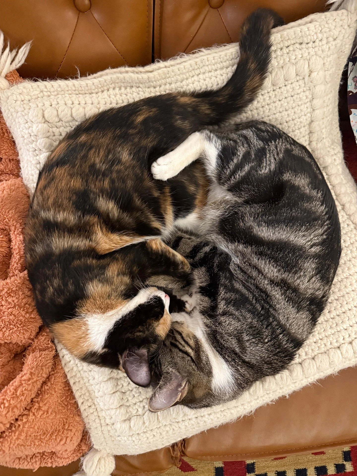 Meet Zelda and Link, our November Pets of the Month at Fields at Rock Creek!🐾 Zelda and Link were found by some children in the neighborhood in the summer of 2024. After taking them to the vet for some check-ups, they were estimated to be about 4-6 