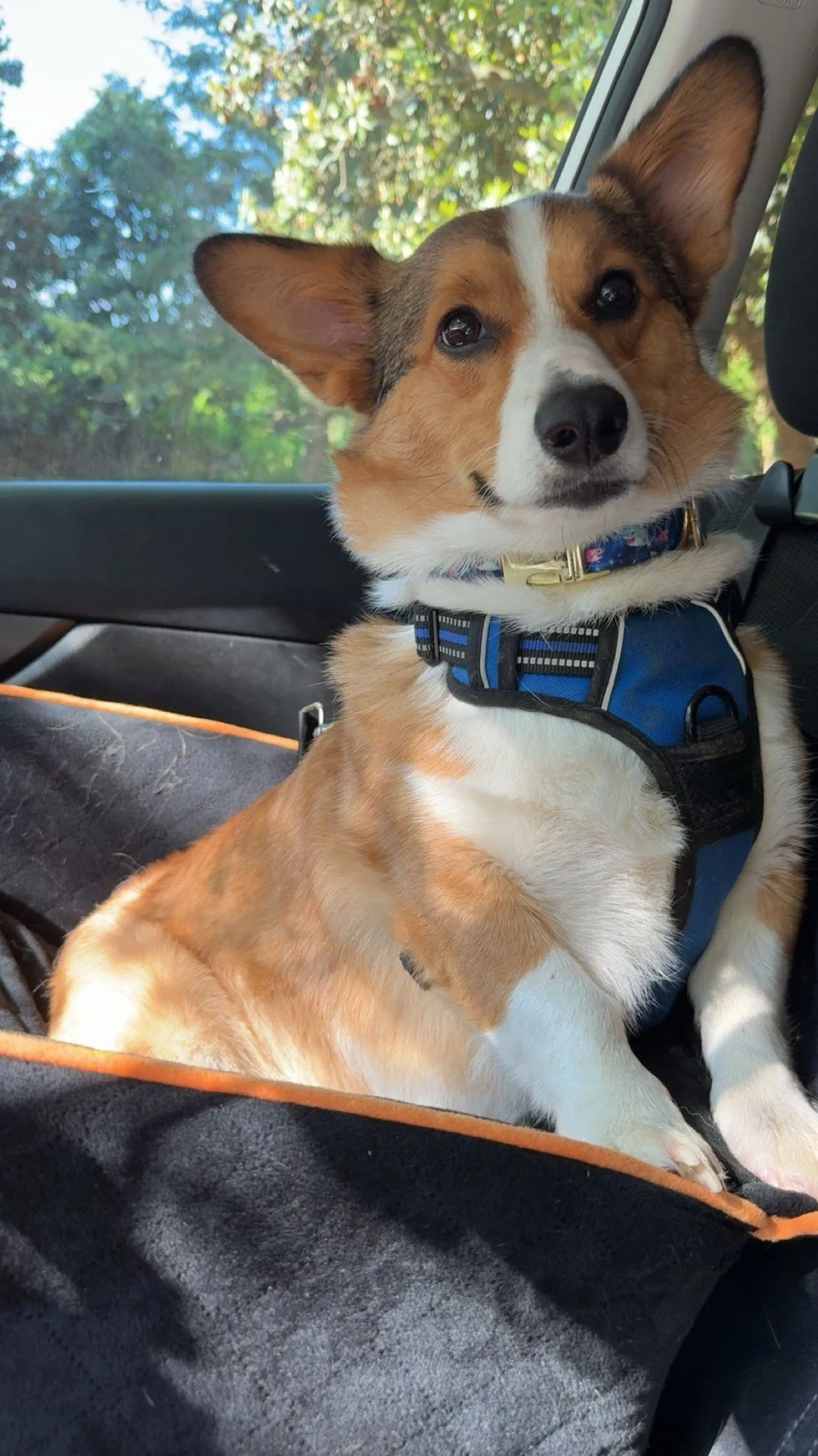 Meet Teddy Roosevelt, our December Pet of the Month at Fields at Rock Creek!🐾 With a heart full of adventure and a tail full of happiness, Teddy Roosevelt is spreading good vibes all month long! Congratulations Teddy Roosevelt!☀️

If you want your p