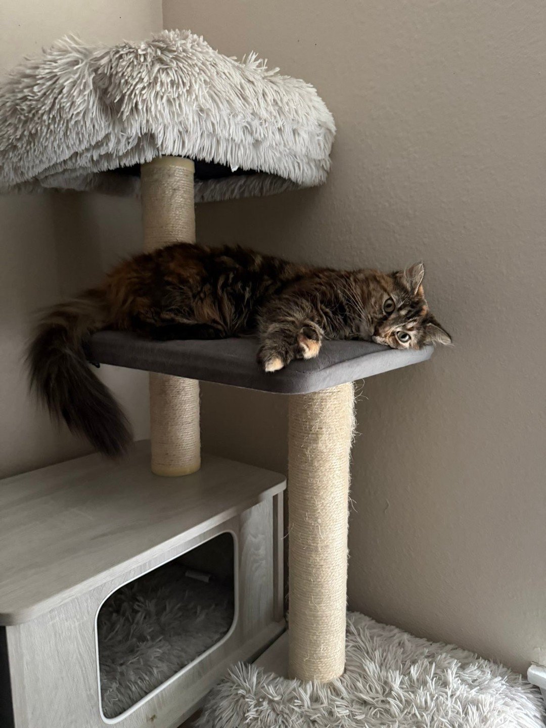 Meet Nube and Totoro, our January Pets of the Month at Fields at Rock Creek!🐾 With a heart full of adventure and a tail full of happiness, Nube and Totoro are spreading good vibes all month long! Congratulations Nube and Totoro!☀️

If you want your 