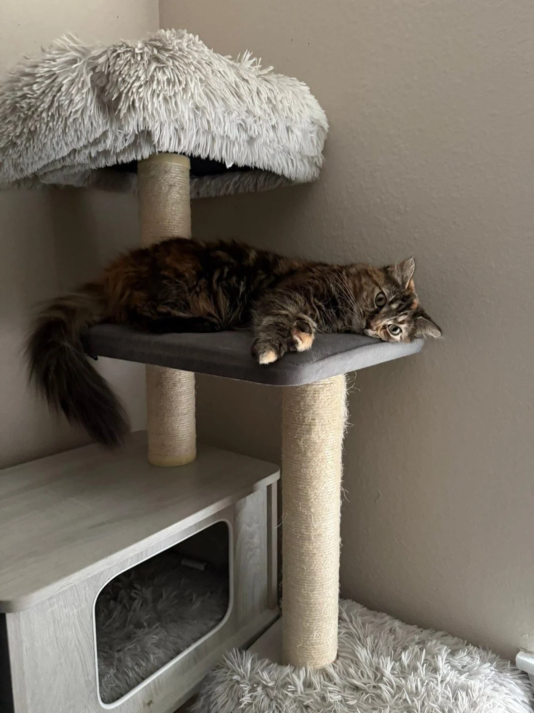 Meet Nube and Totoro, our January Pets of the Month at Fields at Rock Creek!🐾 With a heart full of adventure and a tail full of happiness, Nube and Totoro are spreading good vibes all month long! Congratulations Nube and Totoro!☀️

If you want your 