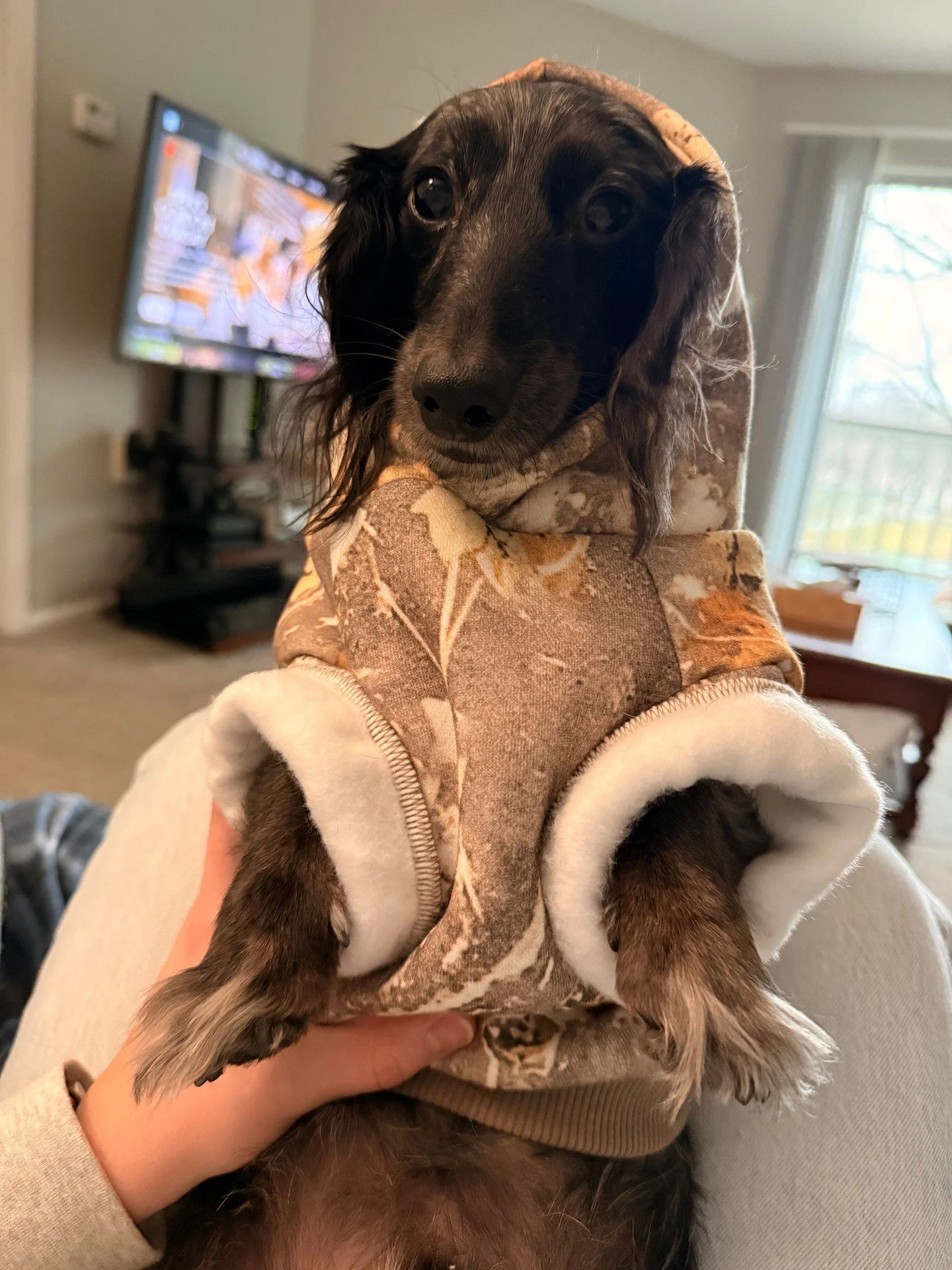 Meet Nugget, our February Pet of the Month at Fields at Rock Creek!🐾 Nugget's favorite spot is on the couch squished between his dad&rsquo;s leg and side of the couch to watch his favorite tv shows or strutting his stuff downtown at the breweries in