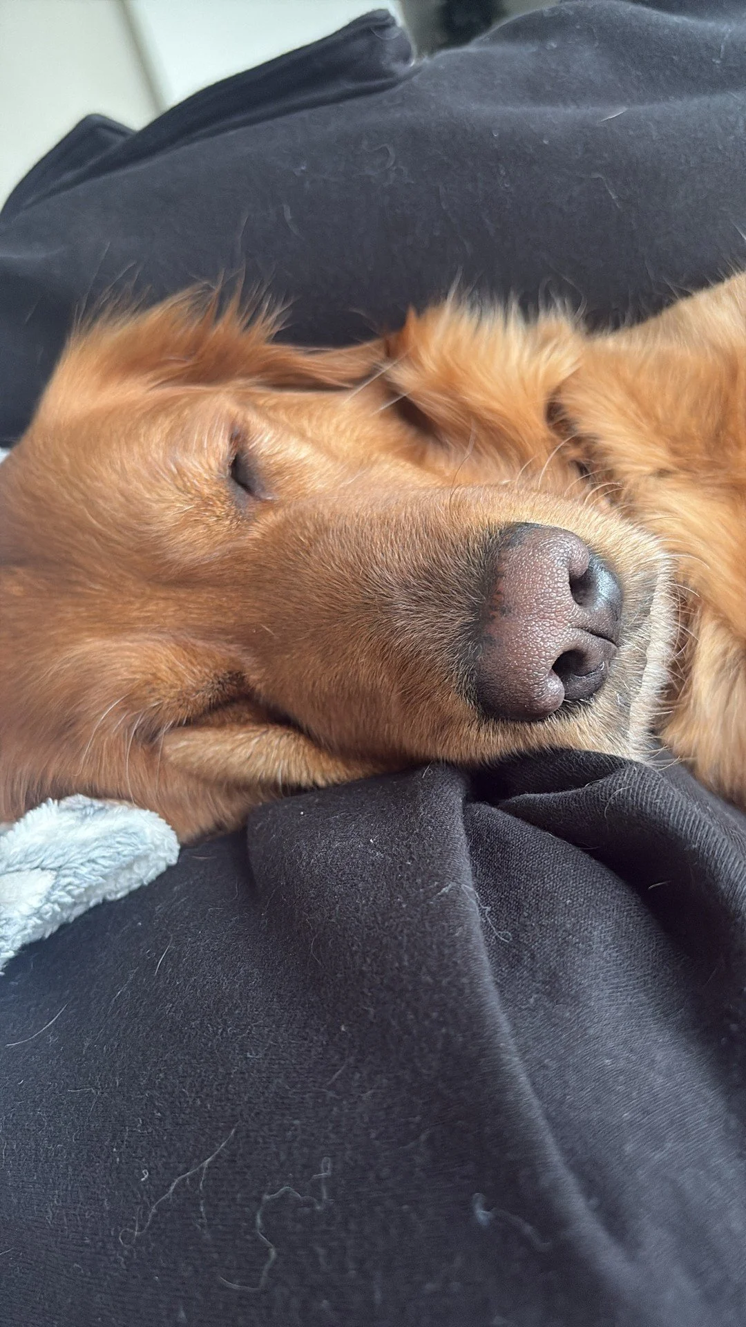 Meet Rain, our April Pet of the Month at Fields at Rock Creek!🐾 Rain loves her parent's bed or her pink dog bed. She always guards the dog food bag when delivered and loves tug of war!

Congratulations Rain!☀️

If you want your pet to be featured as
