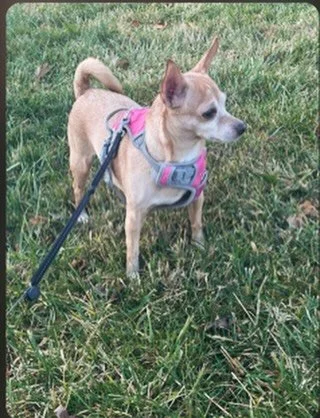 🐾 **Pet of the Month Alert!** 🐾

Meet Princess Leia 👑, our adorable Pet of the Month for May! Whether she&rsquo;s out for a date night or just enjoying the beautiful weather, Princess Leia is always serving style and sweetness. 💕☀️

We love celeb