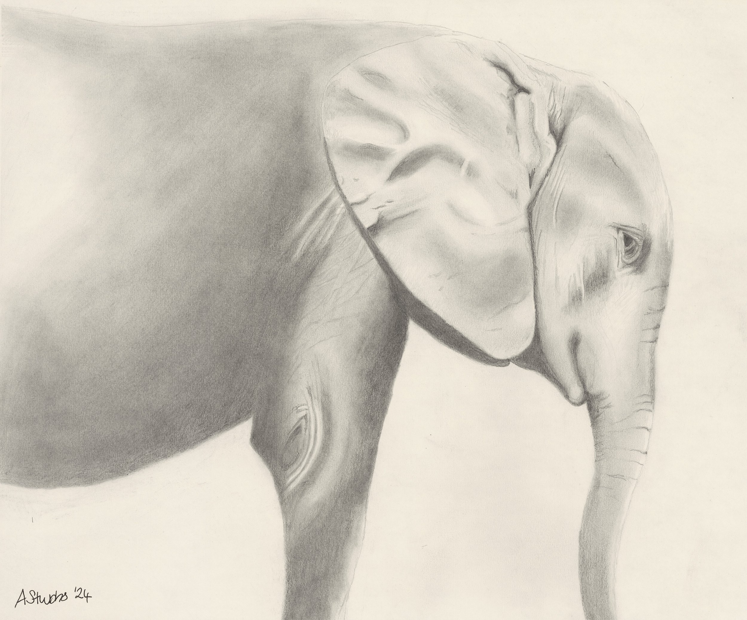 Elephant Graphite Drawing / Wildlife Portrait Art by Anna Stubbs.
A powerful graphite drawing of an elephant by UK artist Anna Stubbs. This wildlife portrait captures the texture, wisdom, and quiet strength of one of nature's most majestic creatures