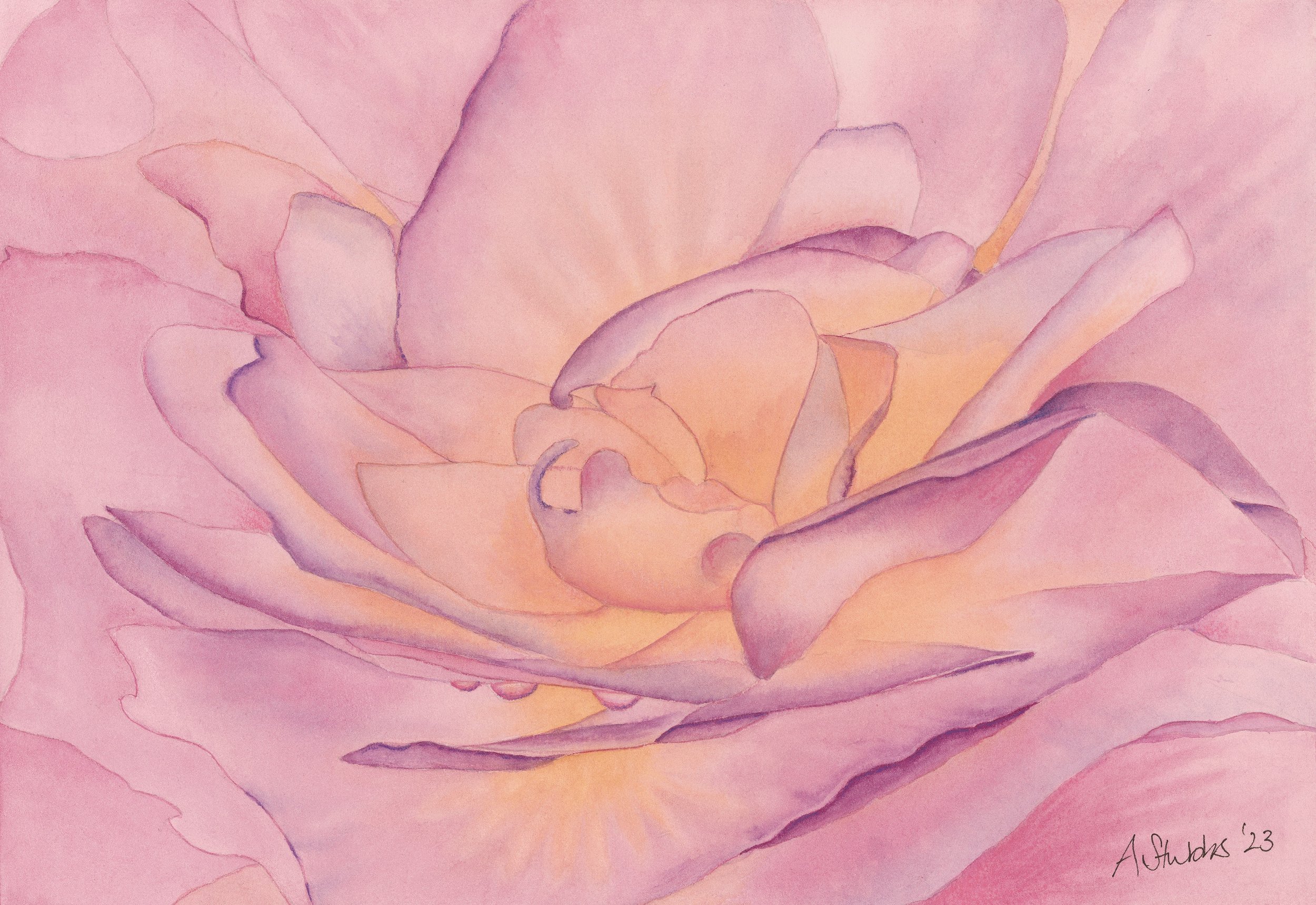 Pink and Lavender Rose Watercolour / Botanical Fine Art by Anna Stubbs.
A delicate watercolour painting of a rose in soft pink and purple hues by UK artist Anna Stubbs. This botanical artwork captures the layered beauty and quiet elegance of a rose
