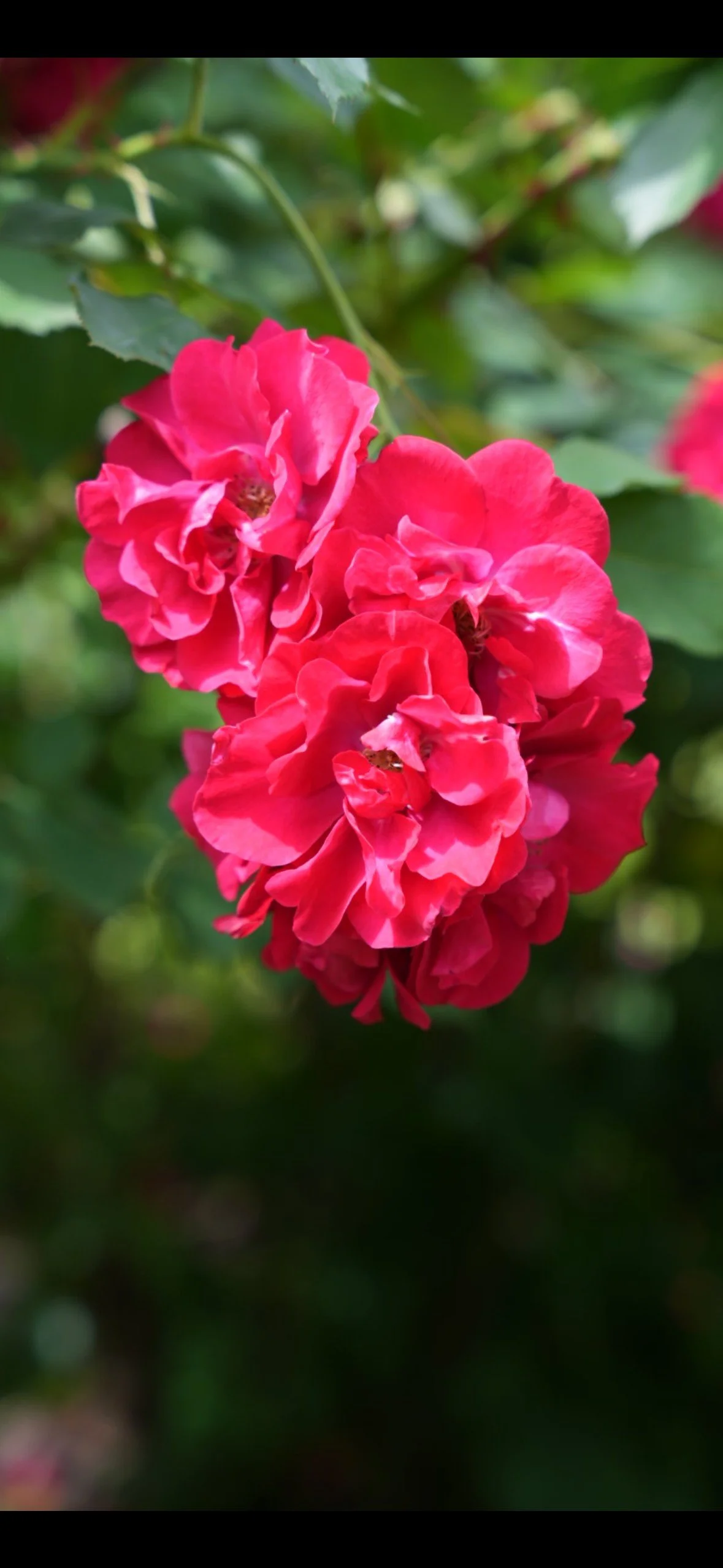 Red Rose Photographic Print  Fine Art Botanical Wall Art