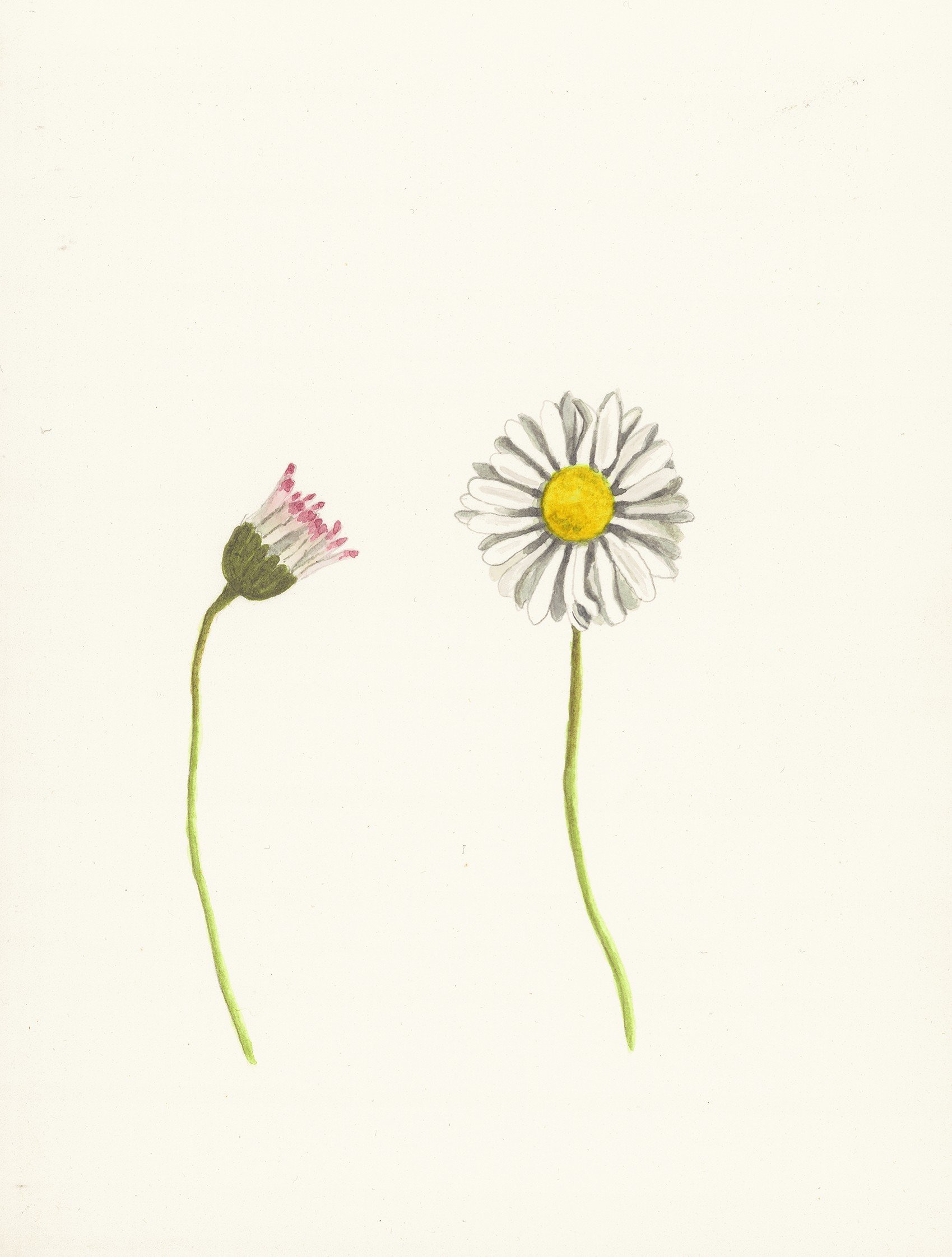 Botanical Diptych of Bud and Bloom / Symbolic Flower Art by Anna Stubbs
In this tender botanical pairing, UK artist Anna Stubbs captures the journey from bud to bloom. A delicate and symbolic celebration of growth, transformation, and the quiet ele