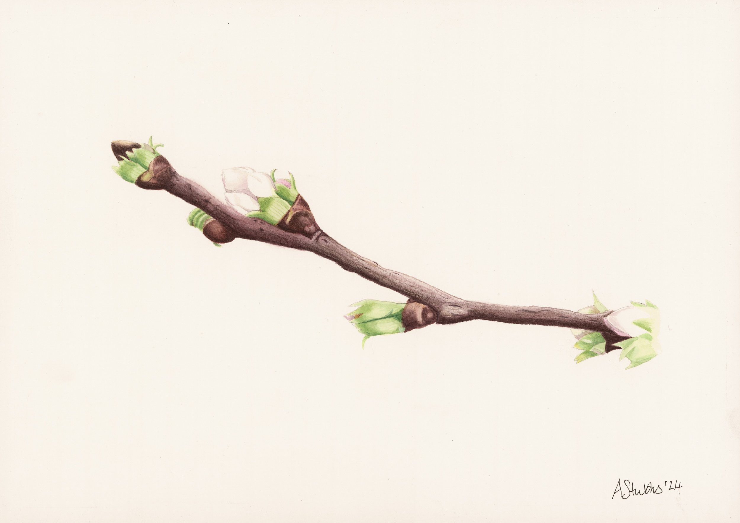 Budding Branch Watercolour /Botanical Spring Study by Anna Stubbs.
A delicate watercolour painting of a budding branch by UK artist Anna Stubbs. This botanical artwork captures the soft promise of spring with gentle washes and fine detail - perfect