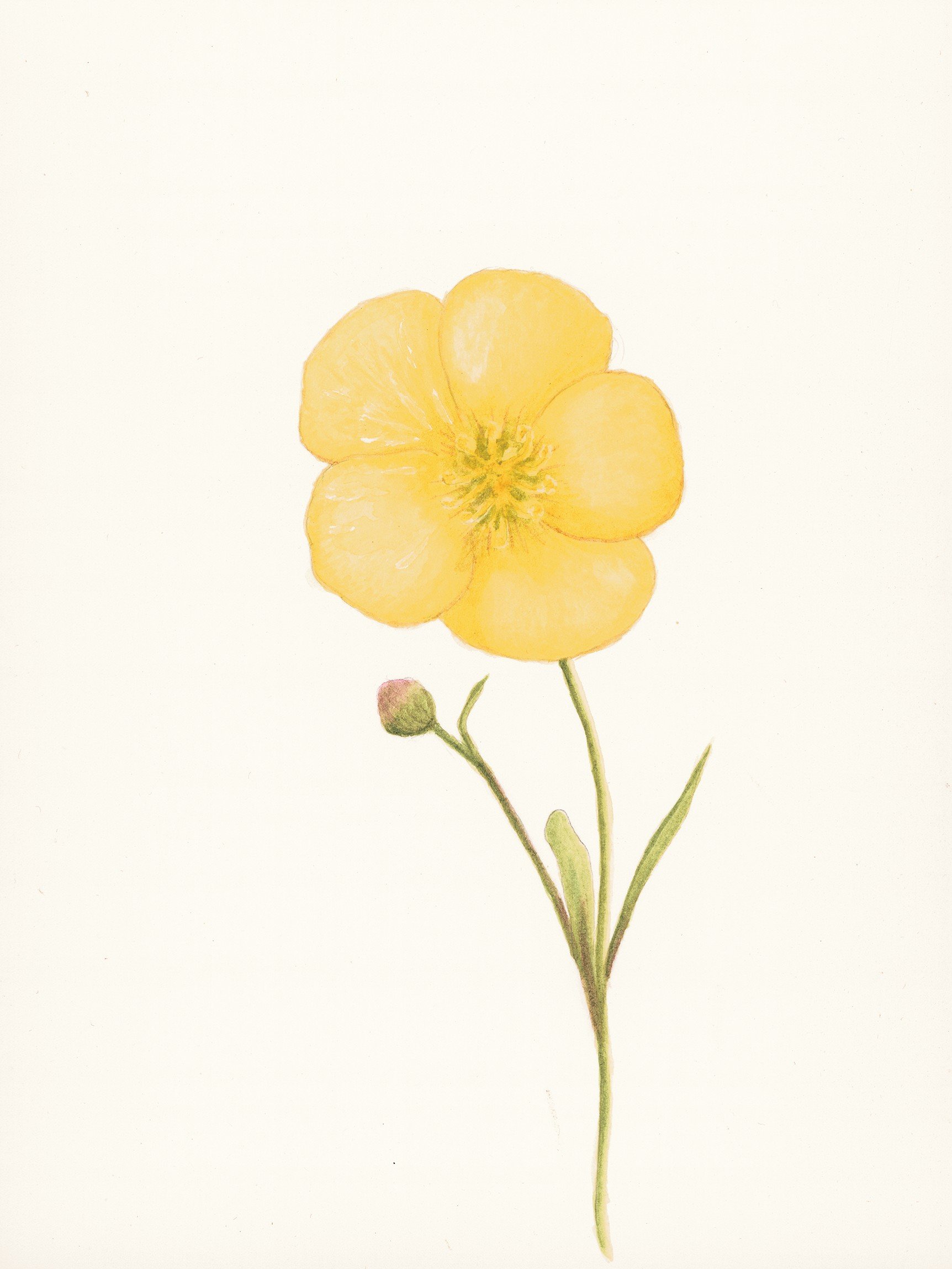 Botanical illustration of yellow flower / Contemporary Nature - Inspired Art by Anna Stubbs
This vibrant yellow bloom captures the elegance of nature through the lens of UK artist Anna Stubbs. A serene botanical artwork full of fine detail and orga