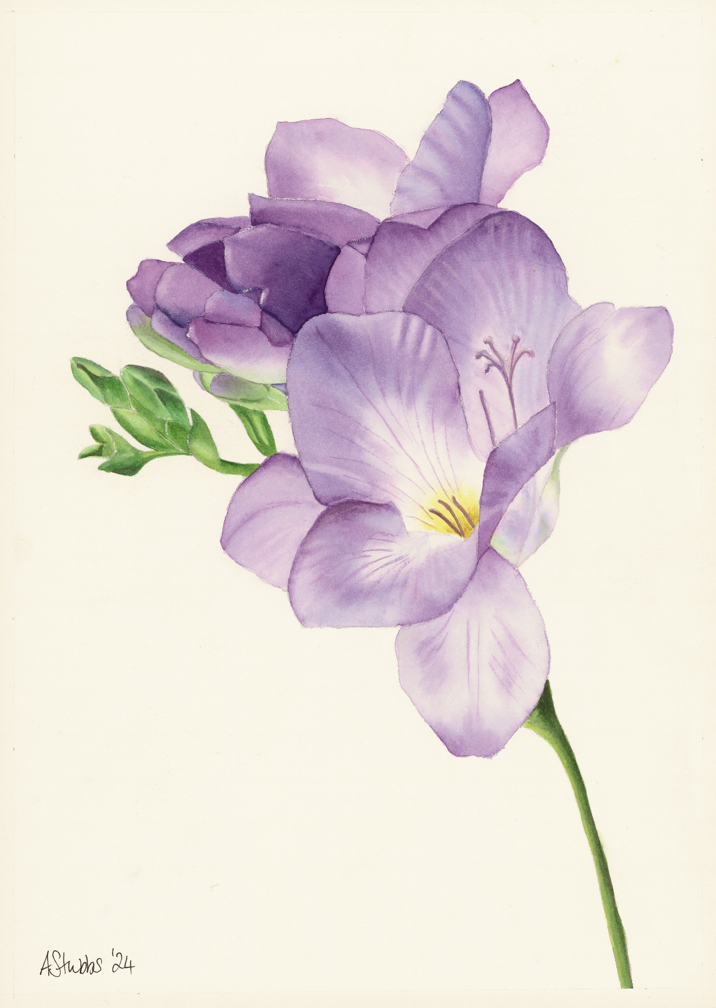 Purple Freesia Watercolour /Contemporary Botanical Art by Anna Stubbs
This delicate watercolour of a purple freesia by UK artist Anna Stubbs captures the fleeting elegance of nature. A soft, detailed botanical study ideal for floral art collectors