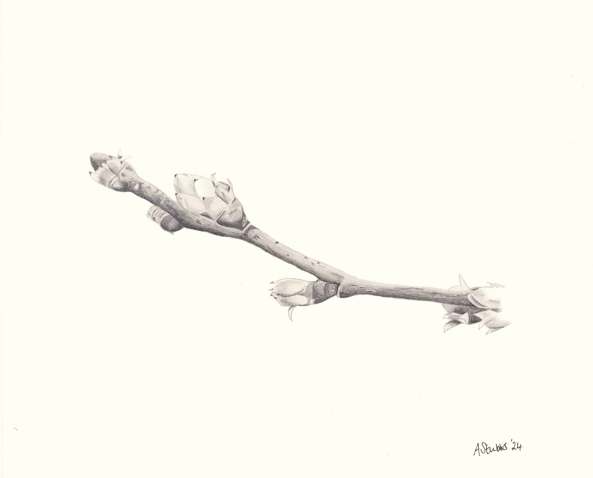 Graphite Drawing of Budding Branch / Botanical Study by Anna Stubbs.
A delicate graphite drawing of a budding branch by UK artist Anna Stubbs. This botanical study captures the quiet beauty of growth and potential - perfect for collectors of nature