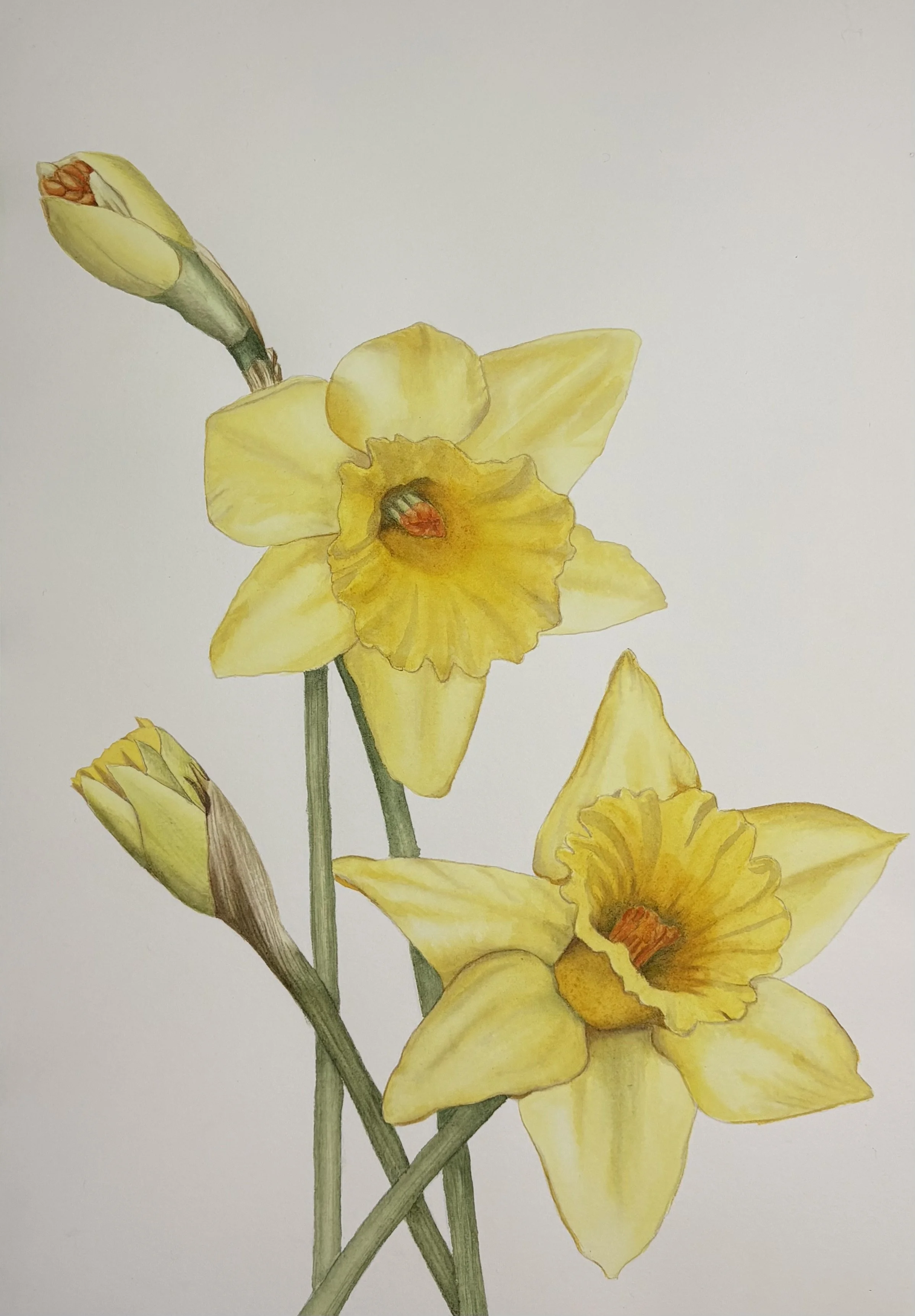 Daffs Original Watercolour