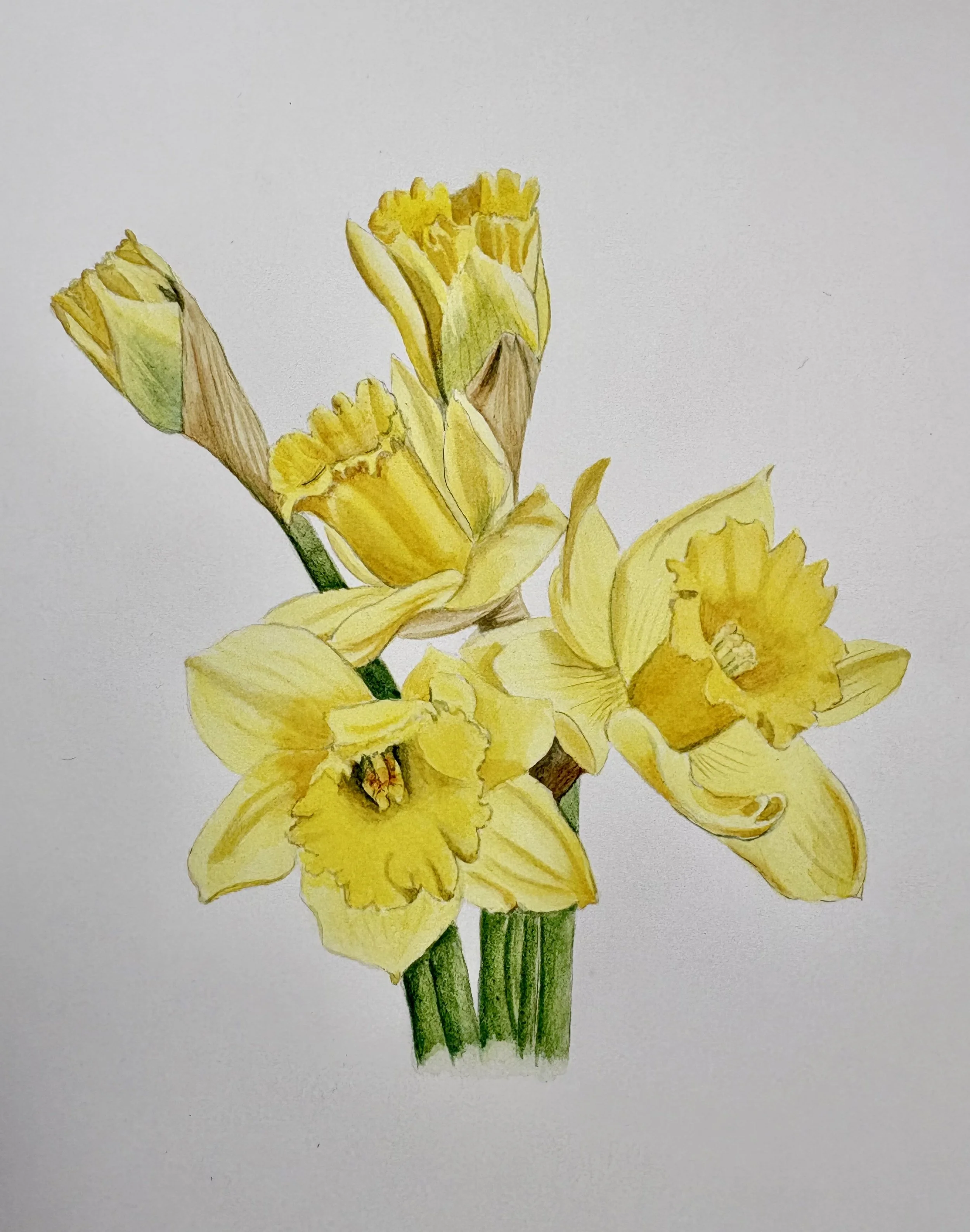 Daffodils in Spring Giclee Limited Edition Print