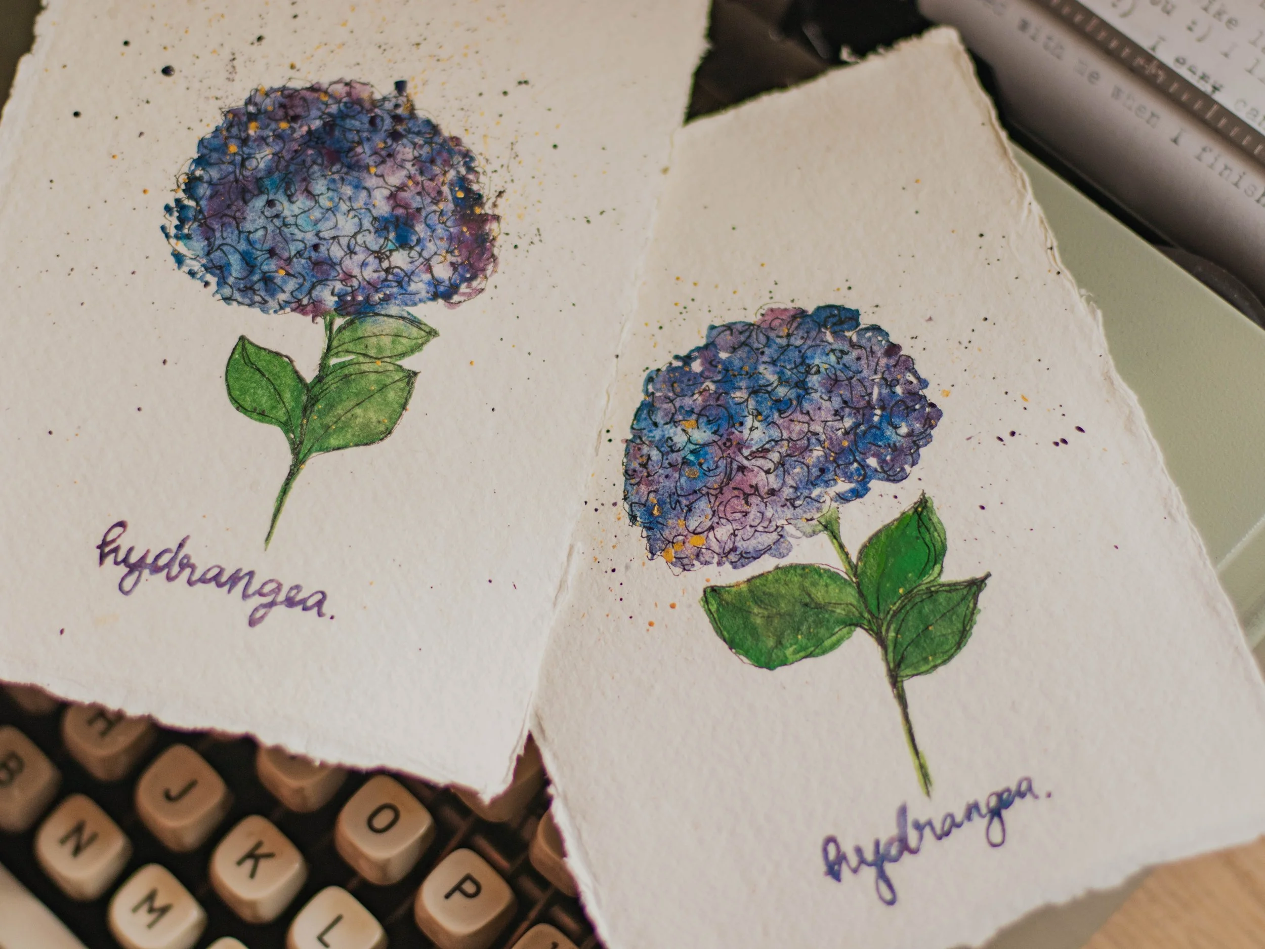 Hydrangea No. 1 & 2, 2025. Watercolour and pen on cotton.