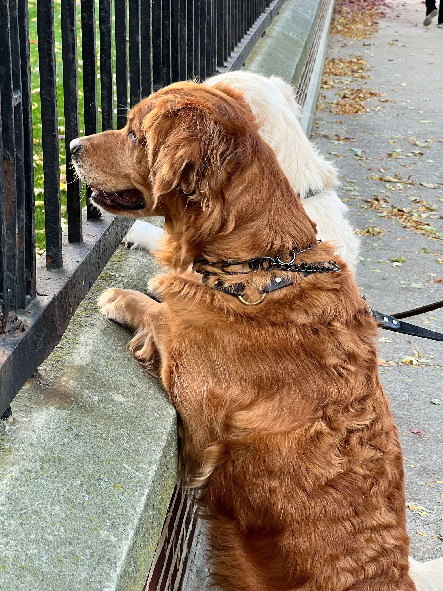 Economics by Quint the golden retriever: Sustainable Systems