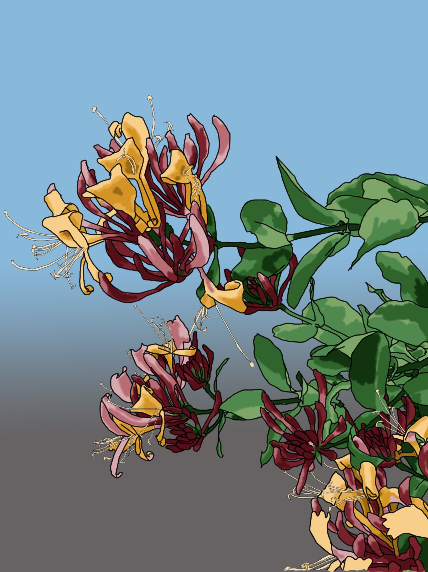 Honeysuckle 1 gradient background n tidy n blur.jpg