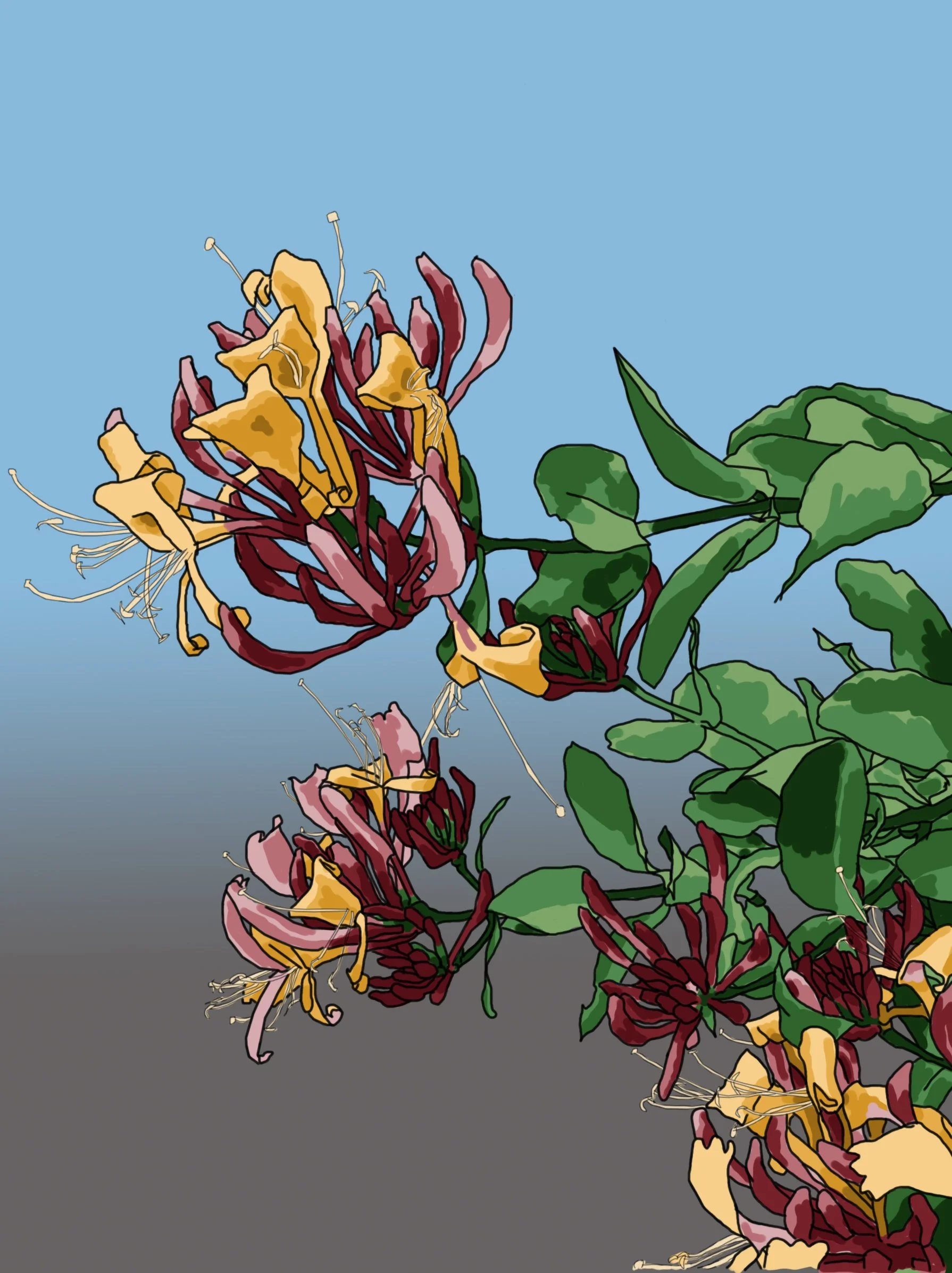 Honeysuckle 1 gradient background n tidy.jpg