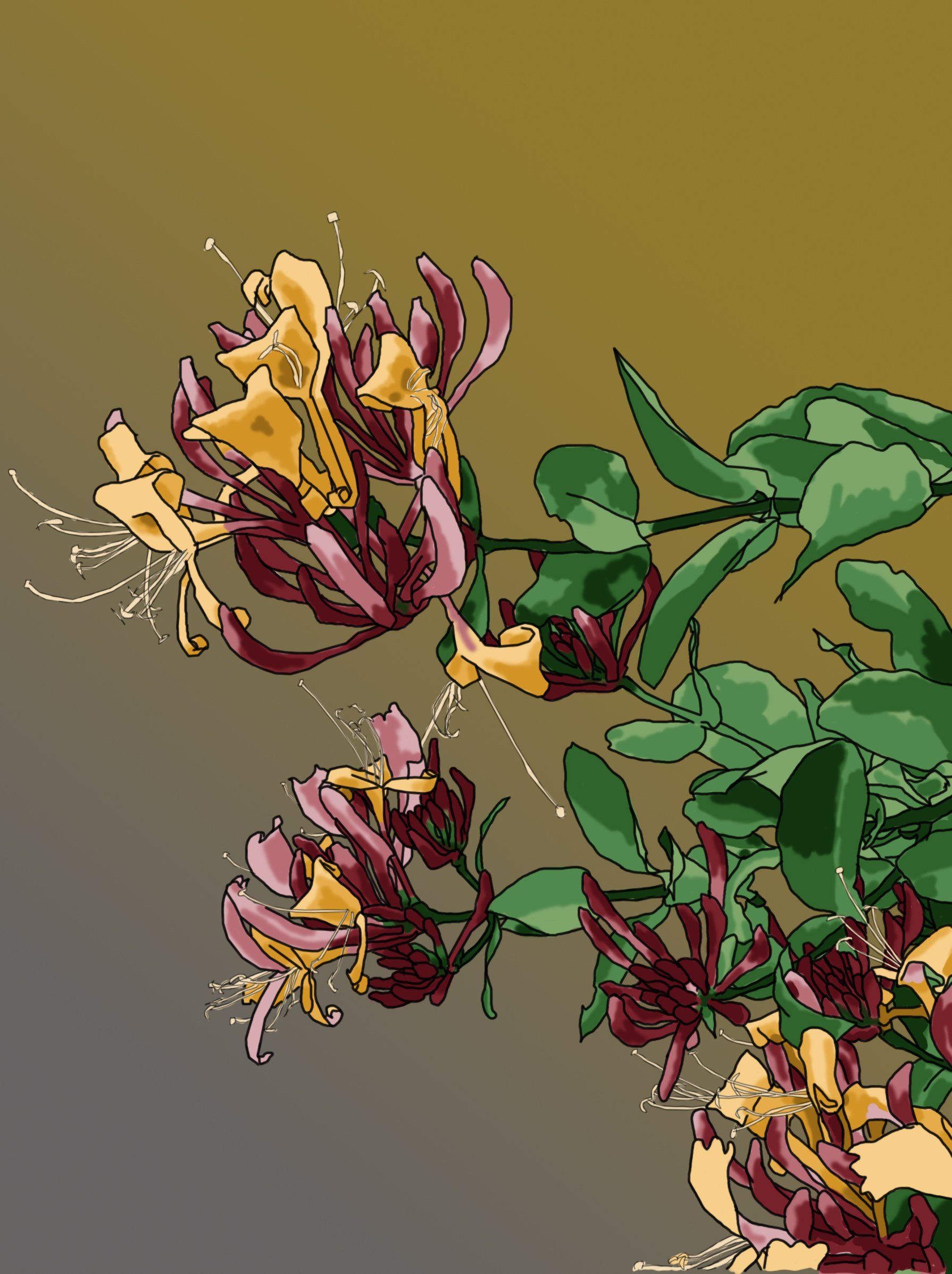 Honeysuckle 1 orange gradient.jpg