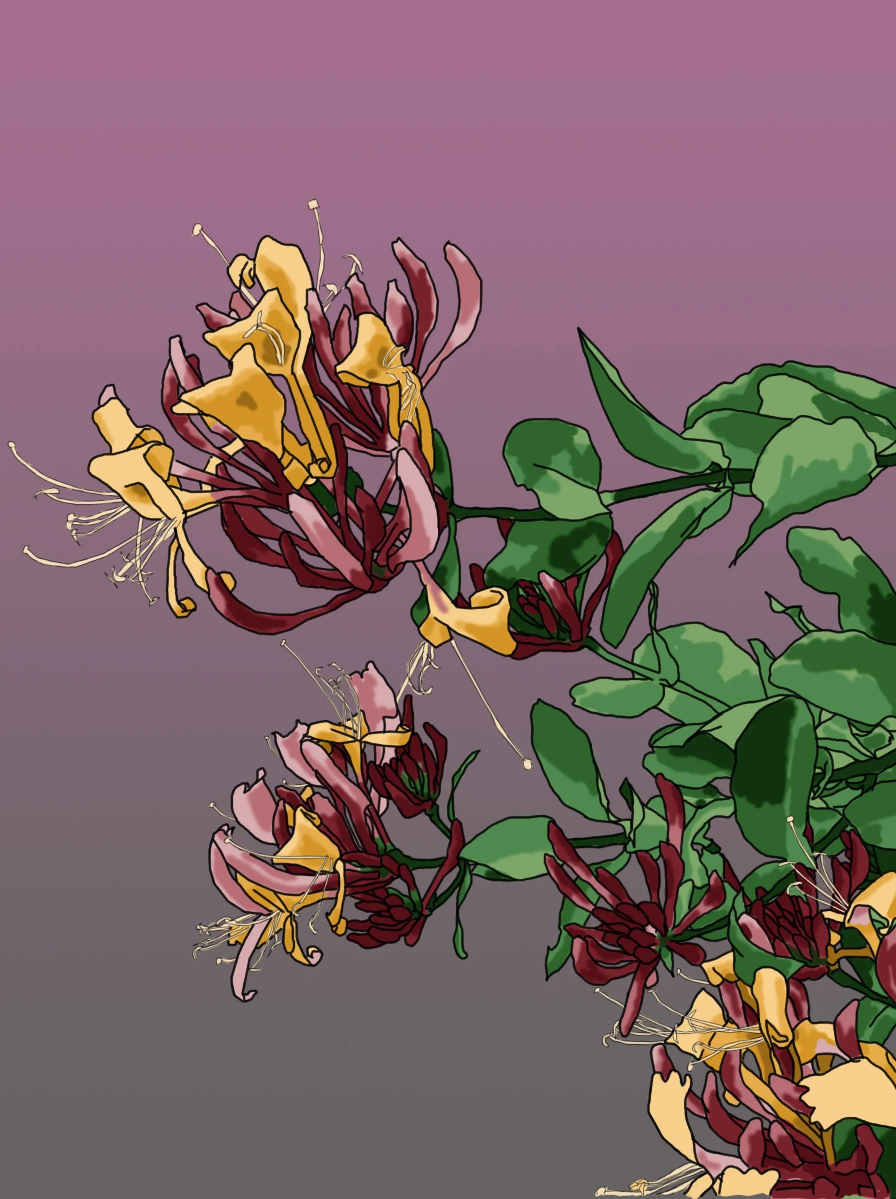 Honeysuckle 1 pink gradient.jpg