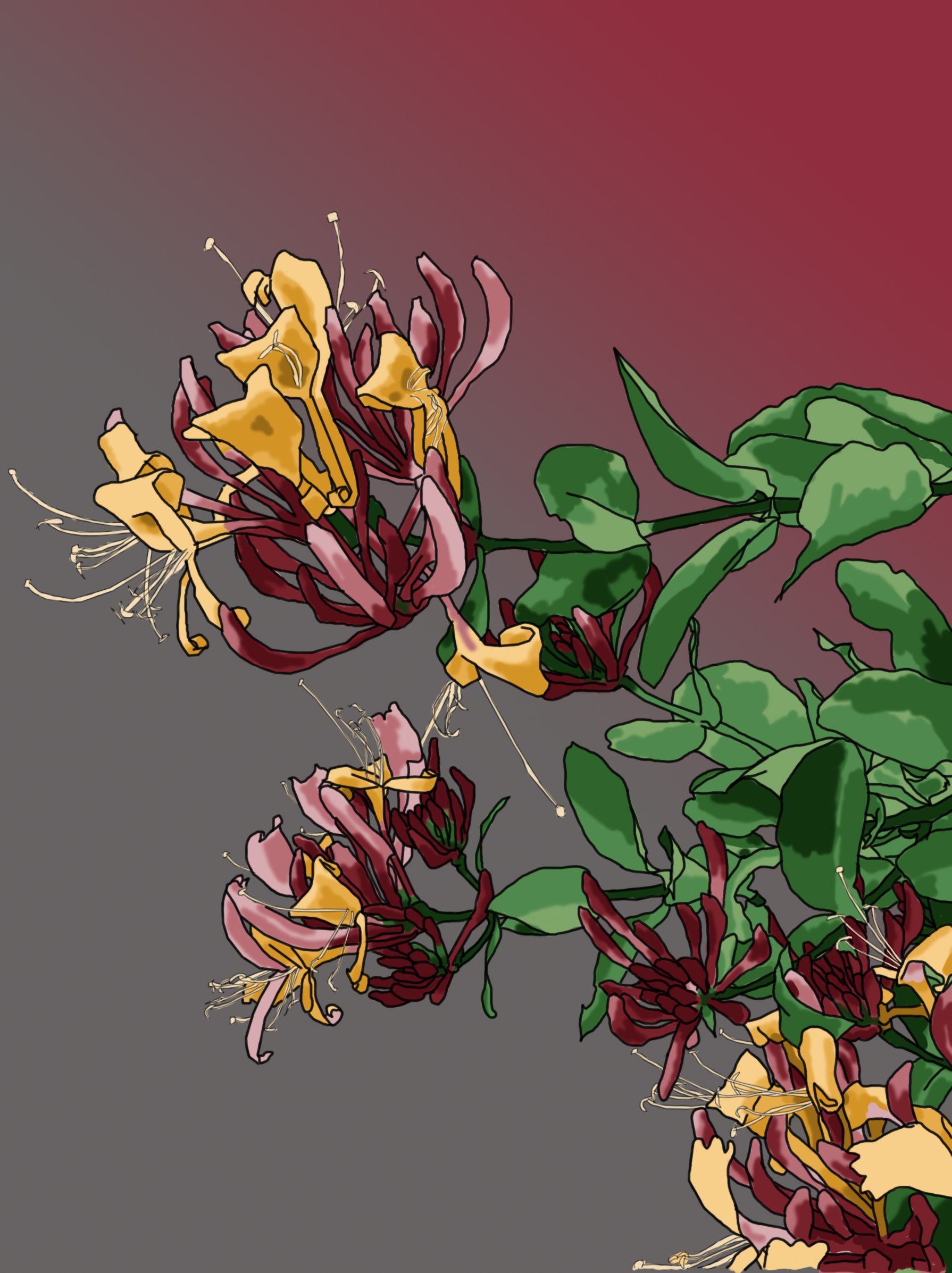 Honeysuckle 1 red gradient.jpg