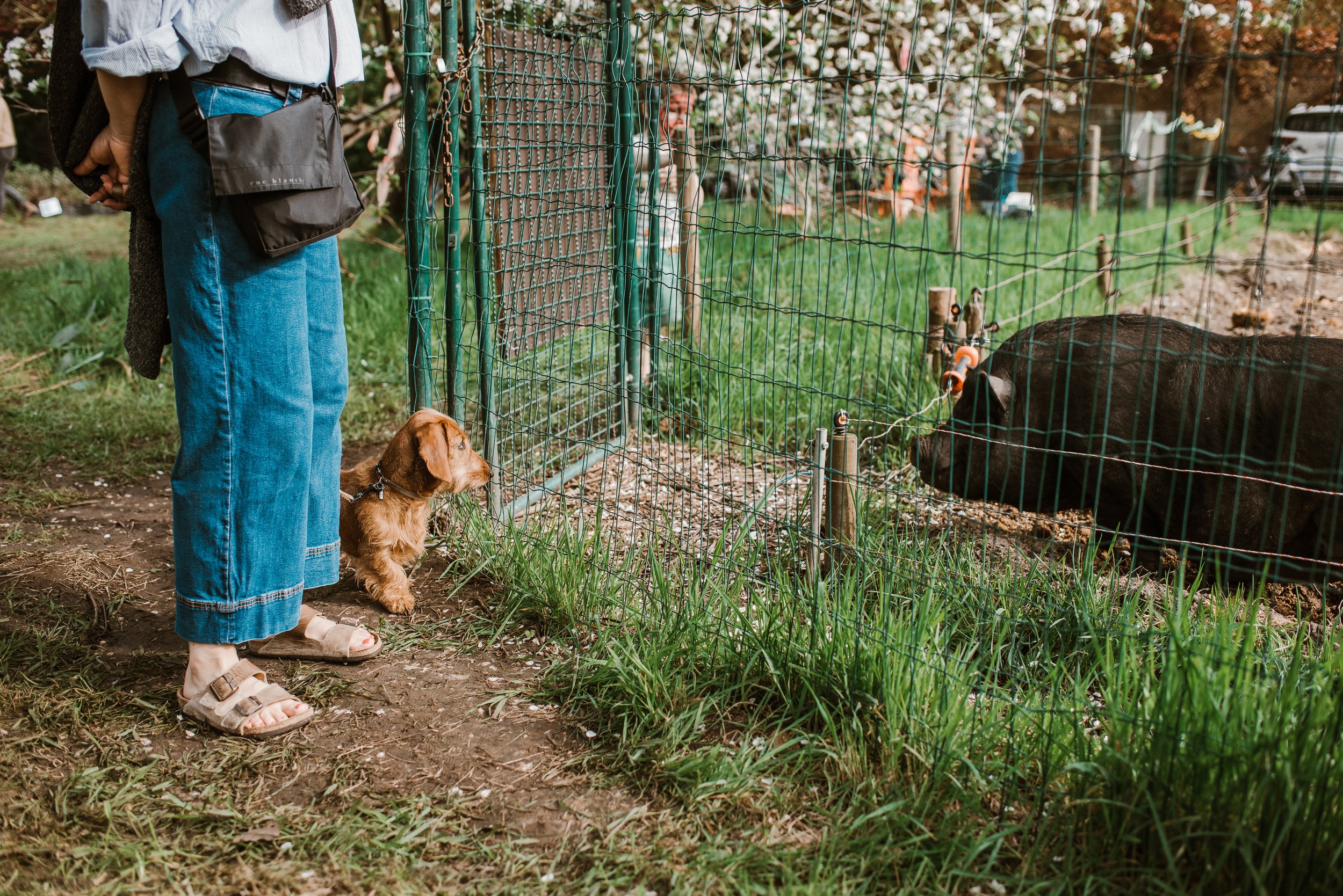 foto_startevent_hond_zwijn_copyright_Tini_Cleemput.jpg