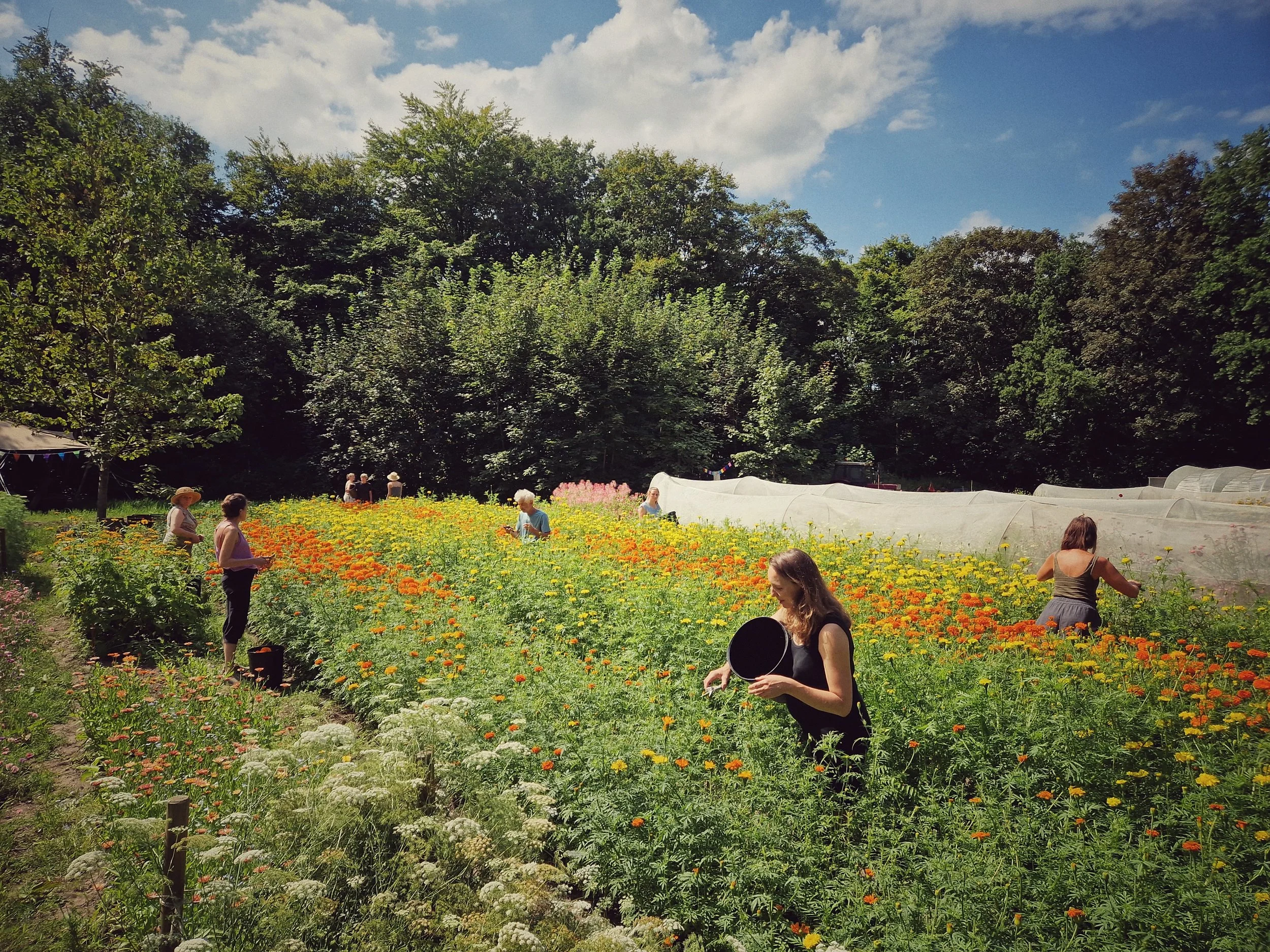 foto_bloemenoogst_copyright_brugboerbart.jpg