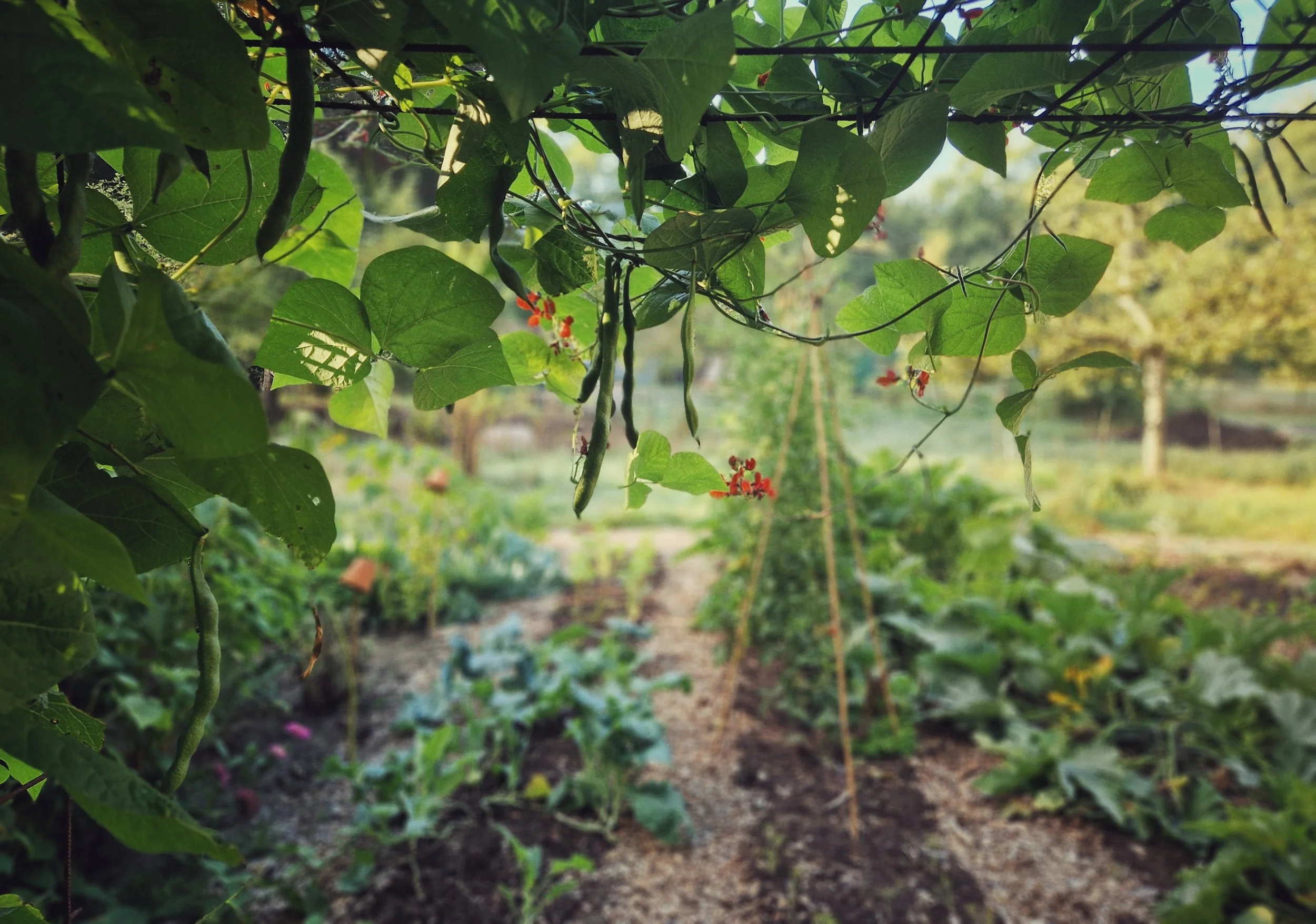 foto_moestuin_copyright_brugboerbart.jpg