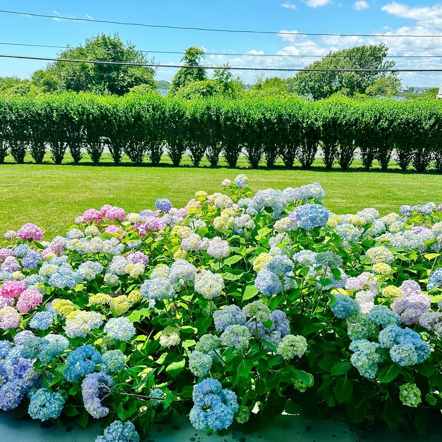 We're loving the hydrangeas this year 🩵 Swipe for some appreciation