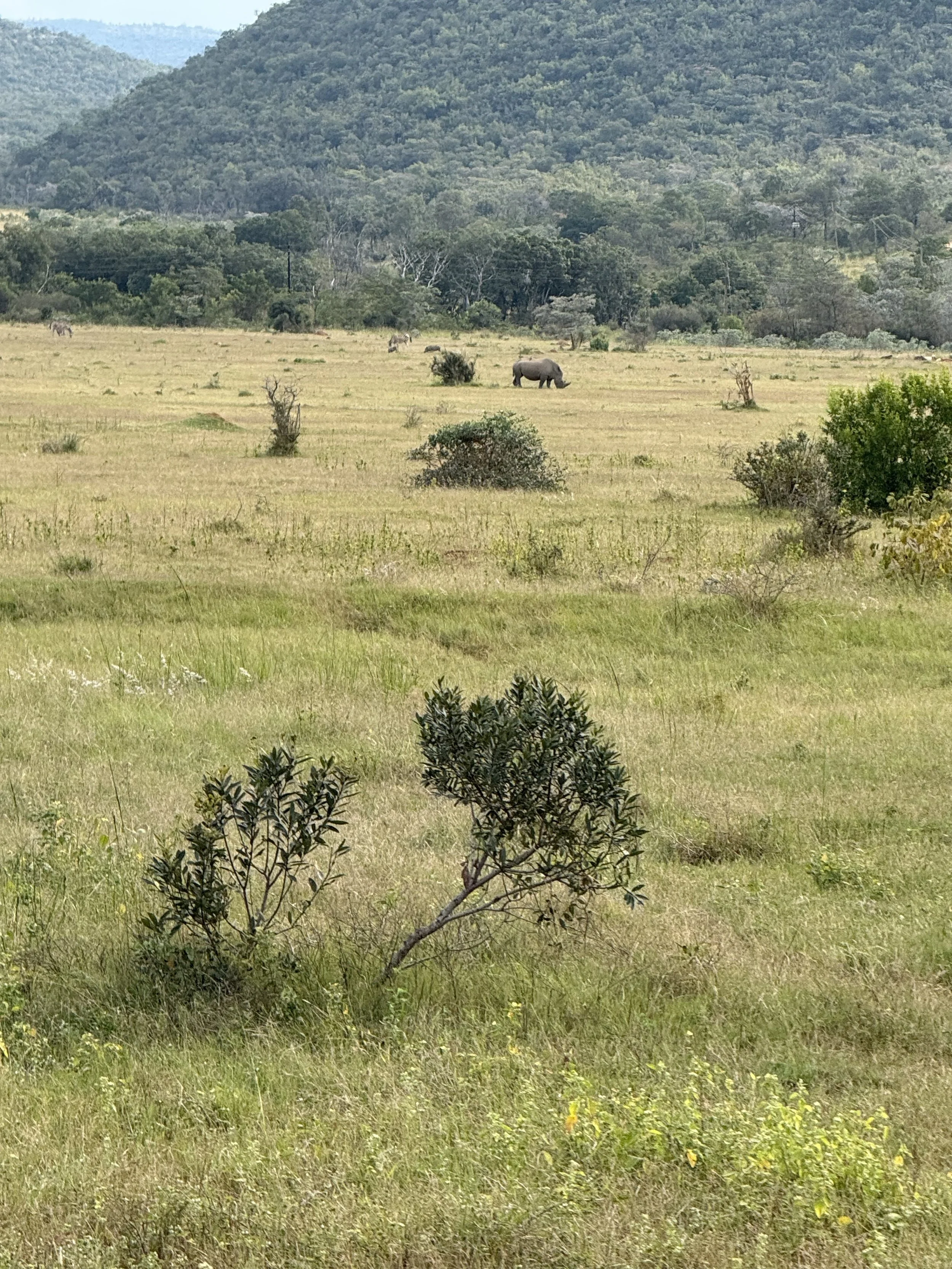 IMG_8111.jpeg