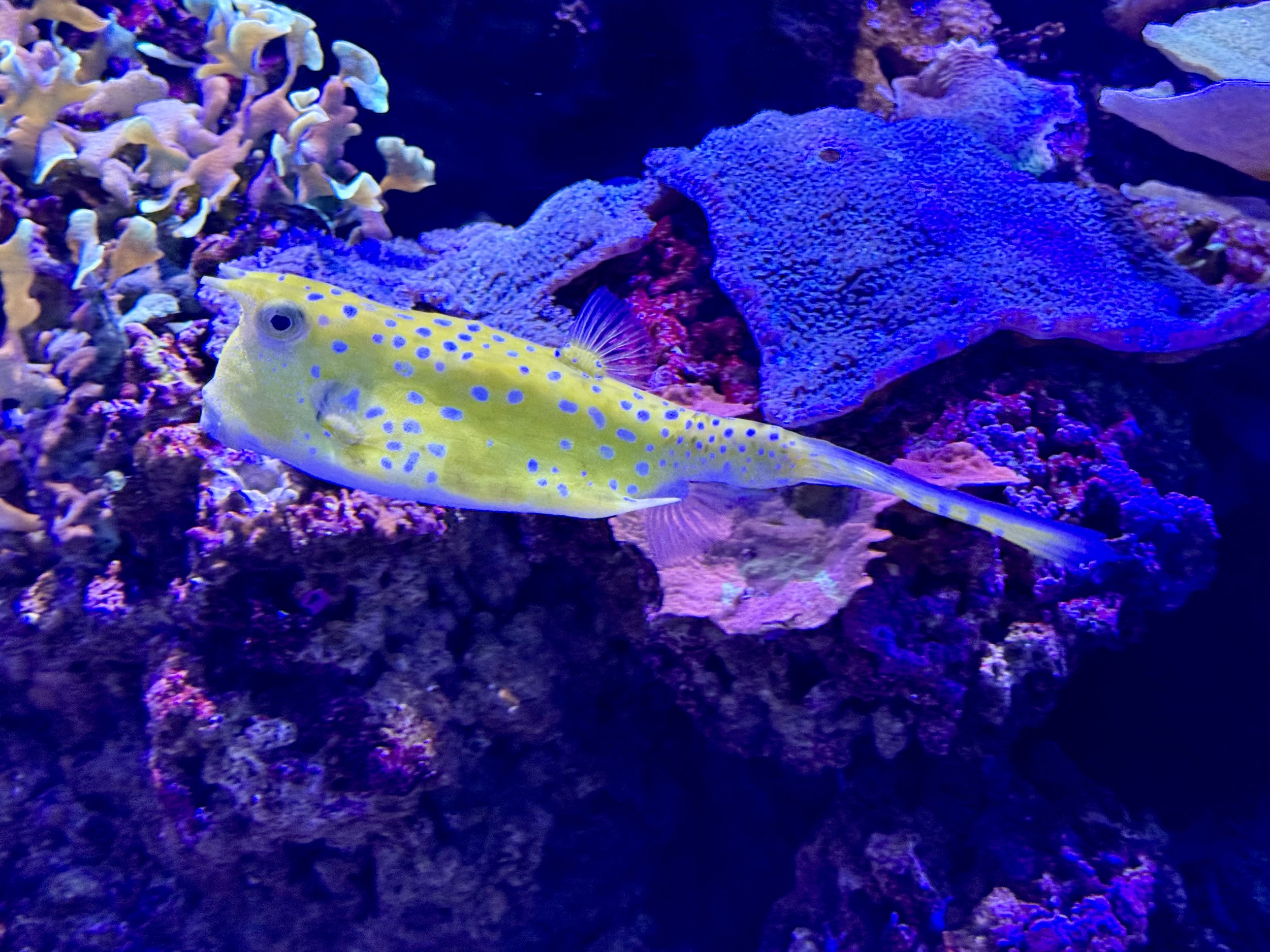 IMG_5446.jpeg