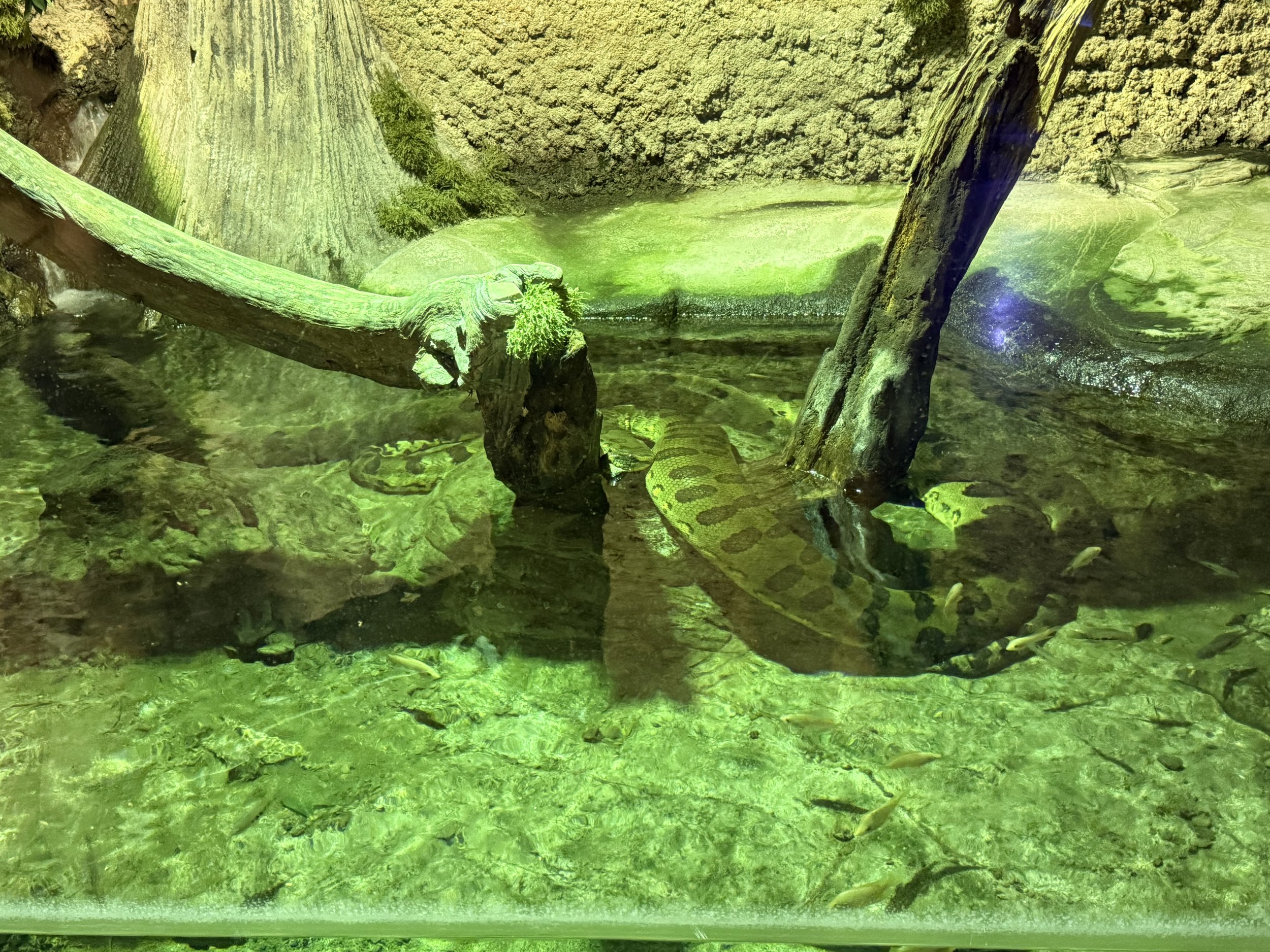 IMG_5439.jpeg