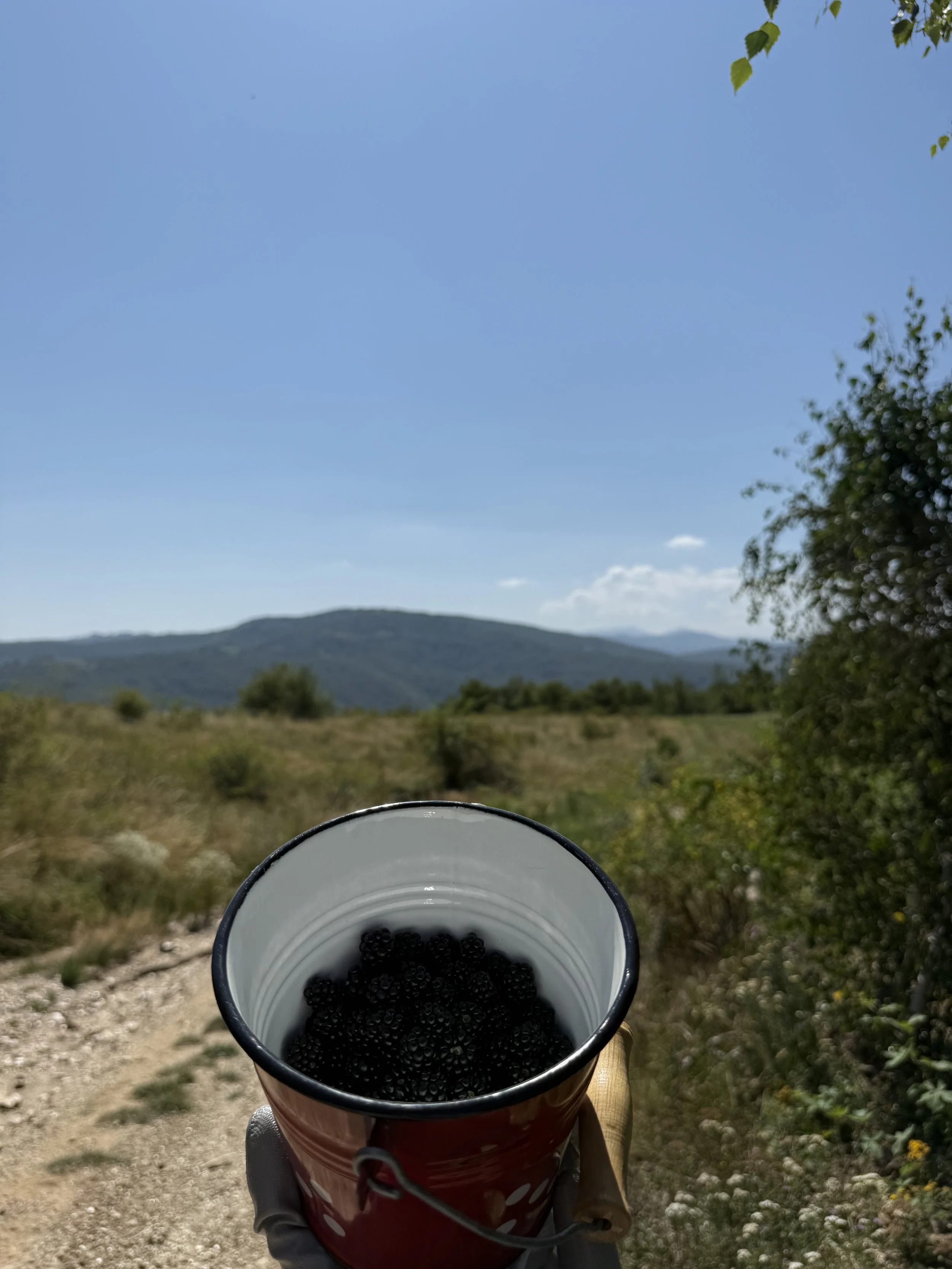 IMG_5312.jpeg