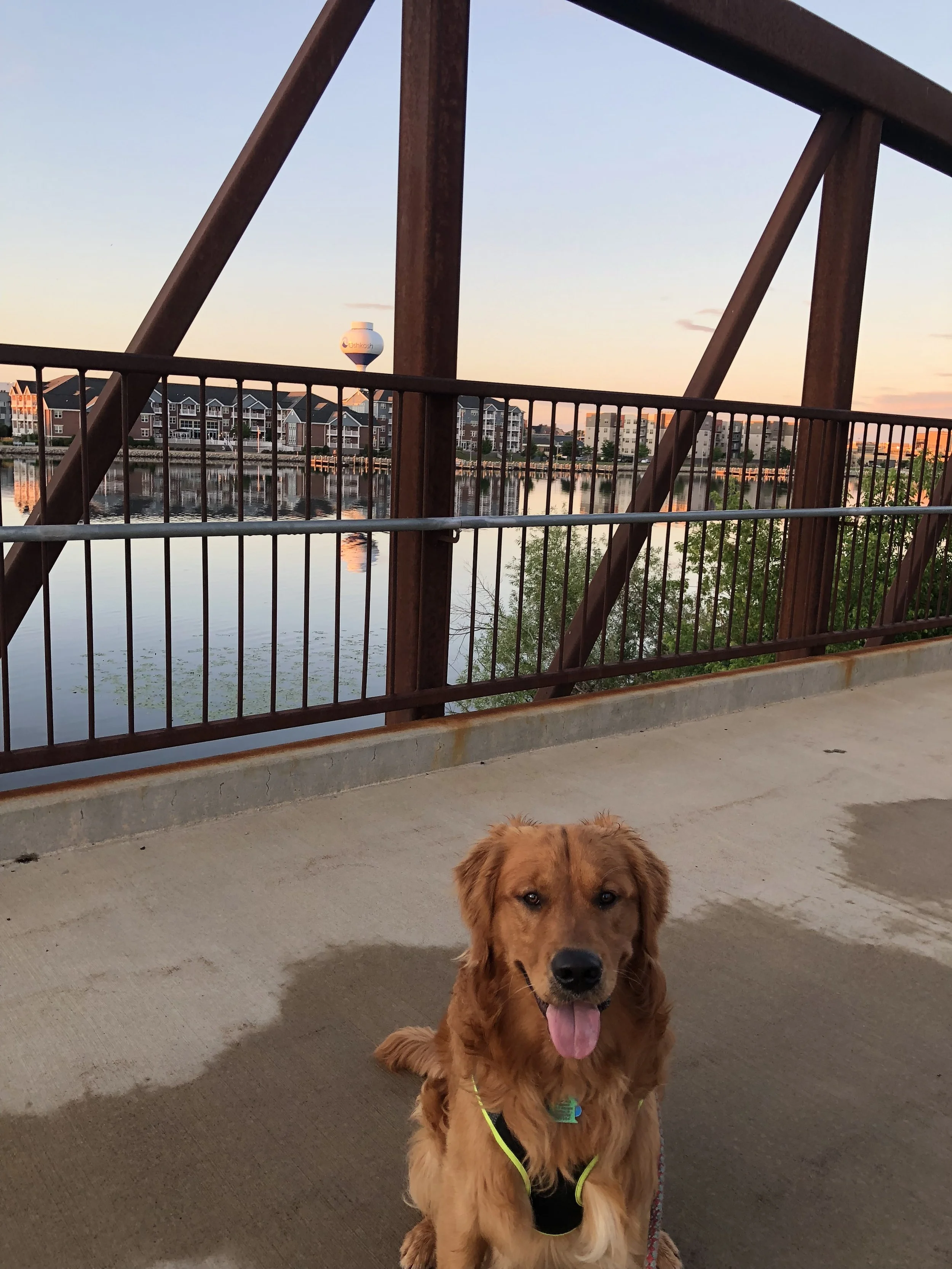 Golden retriever standing on a bridge with a metal railing, overlooking a body of water and residential buildings in the background during sunset.