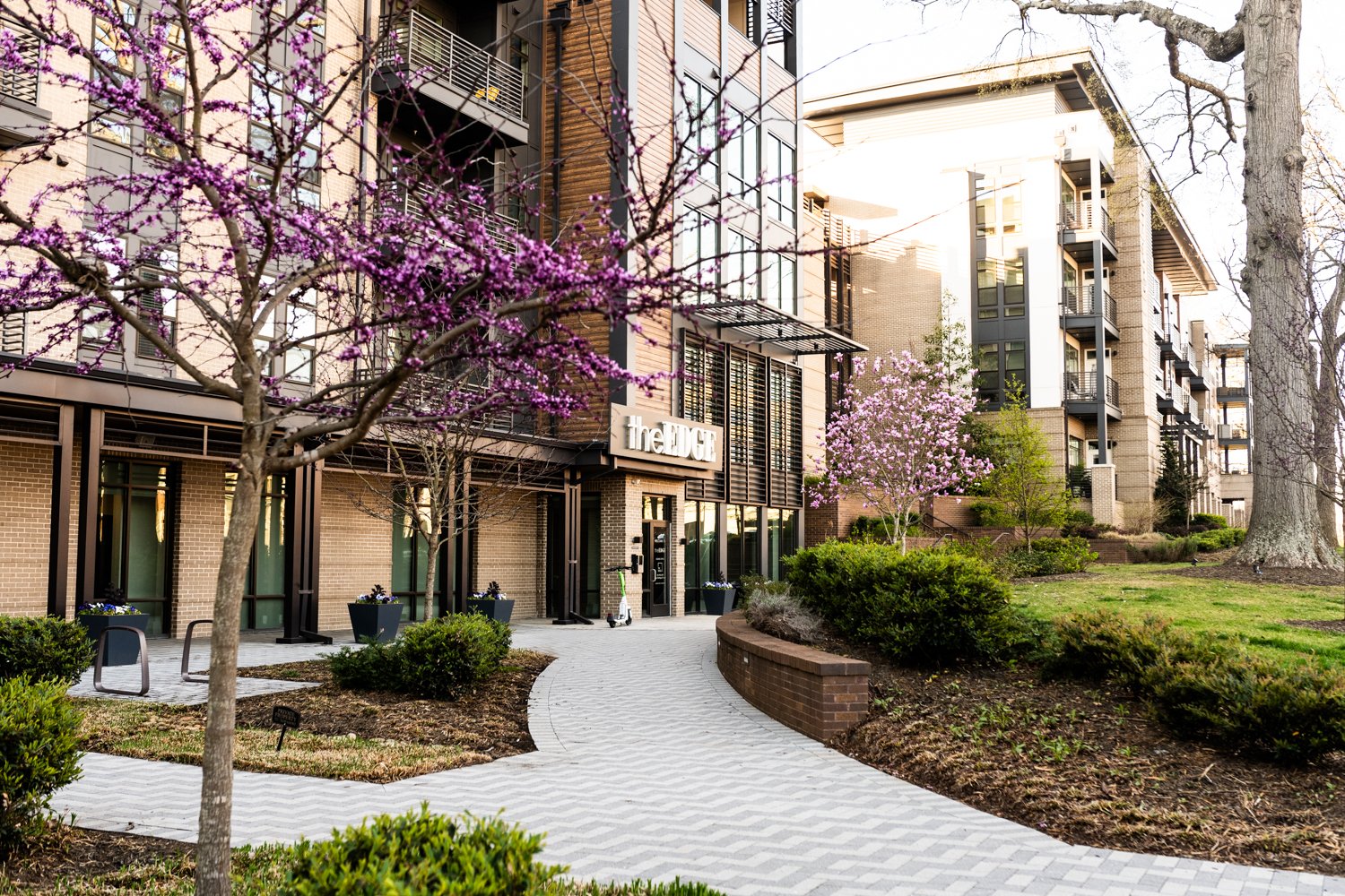 Modern apartment building with brick facade, blooming purple and pink trees, and landscaped walkway leading to entrance.