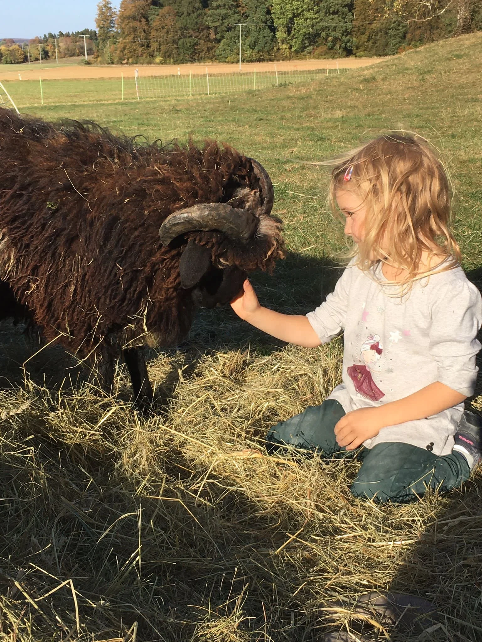 Regionale Schafwolle