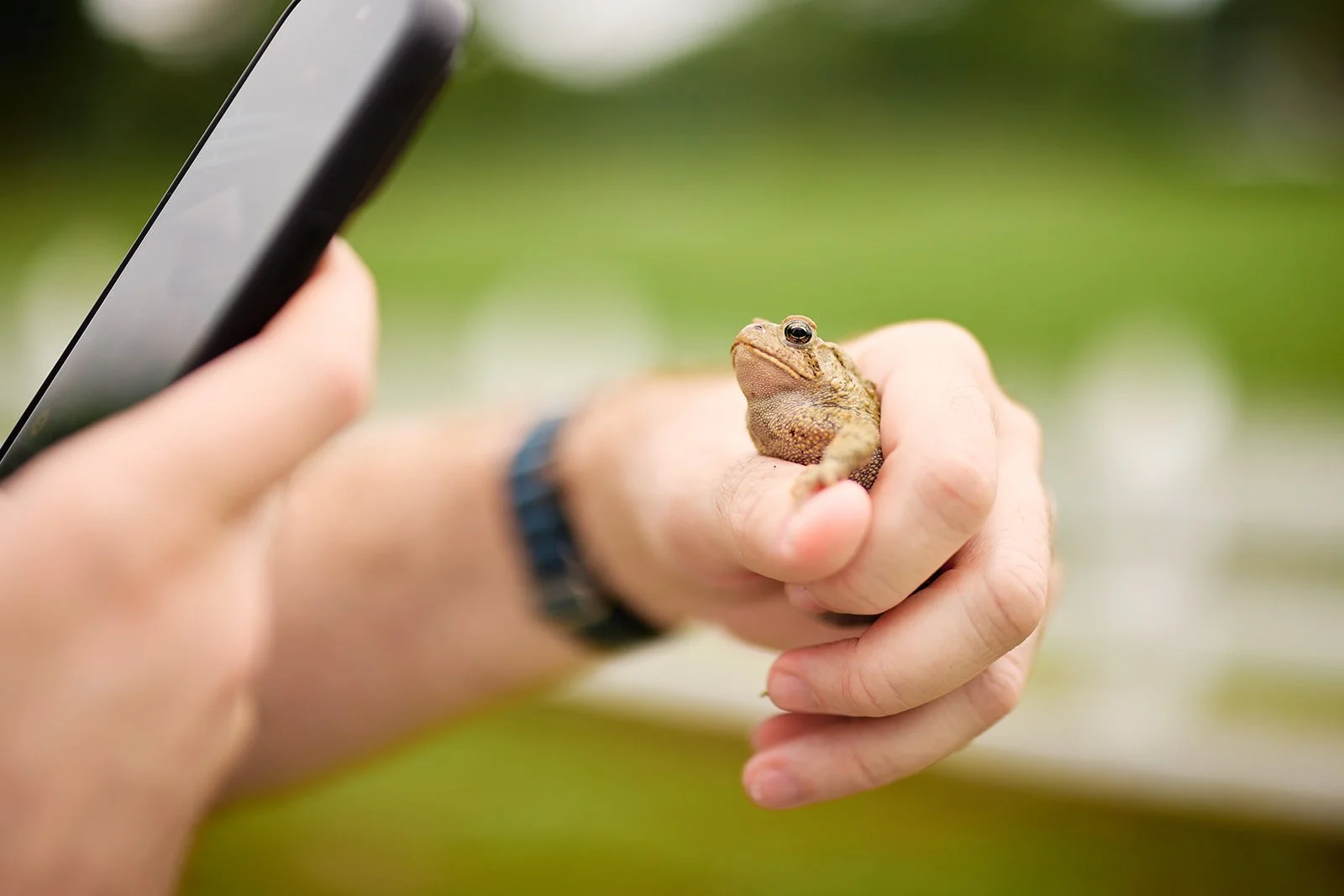 Person holding a small frog in their hand while taking a photo with a smartphone outdoors.
